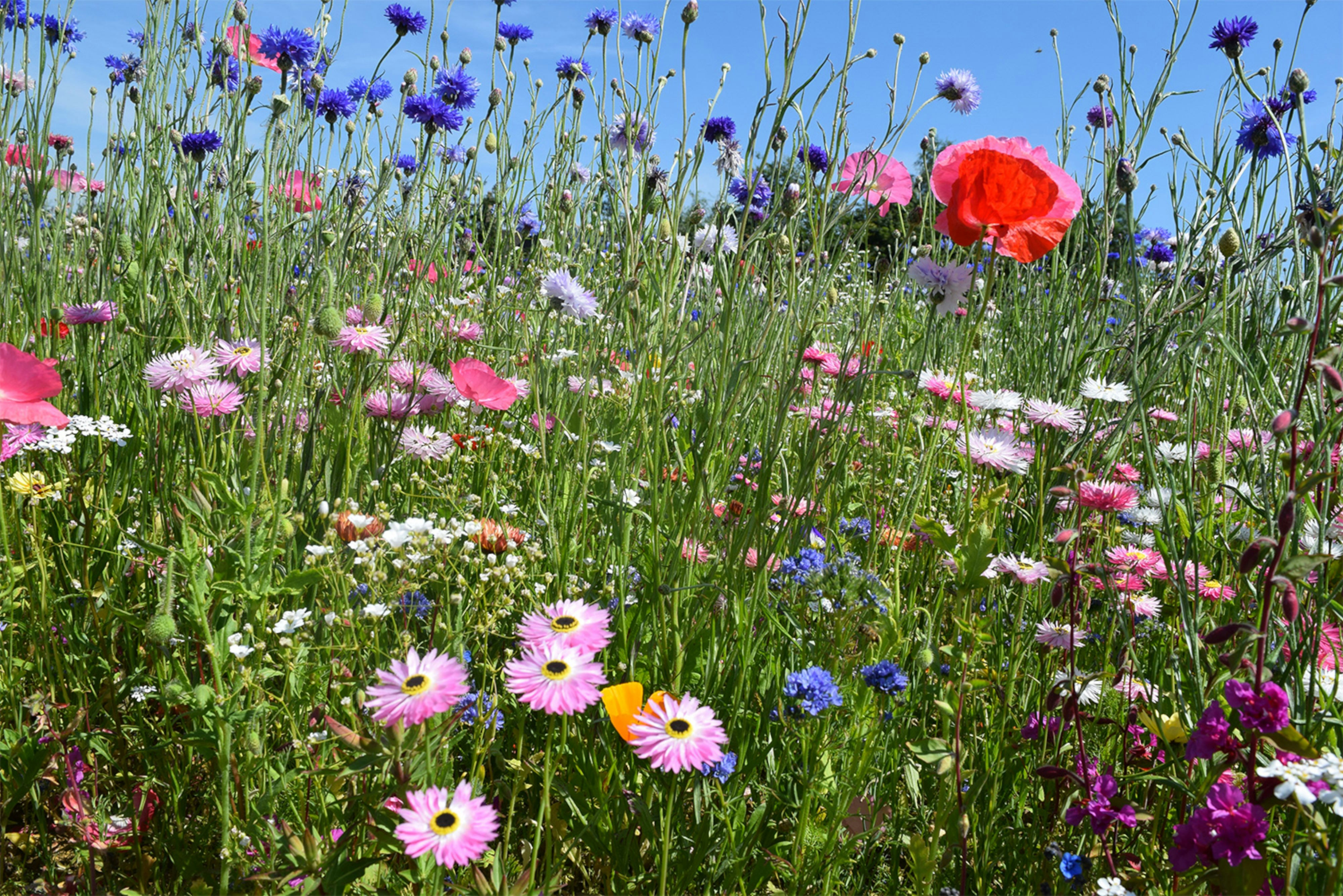 Sustainable Lawn Alternatives