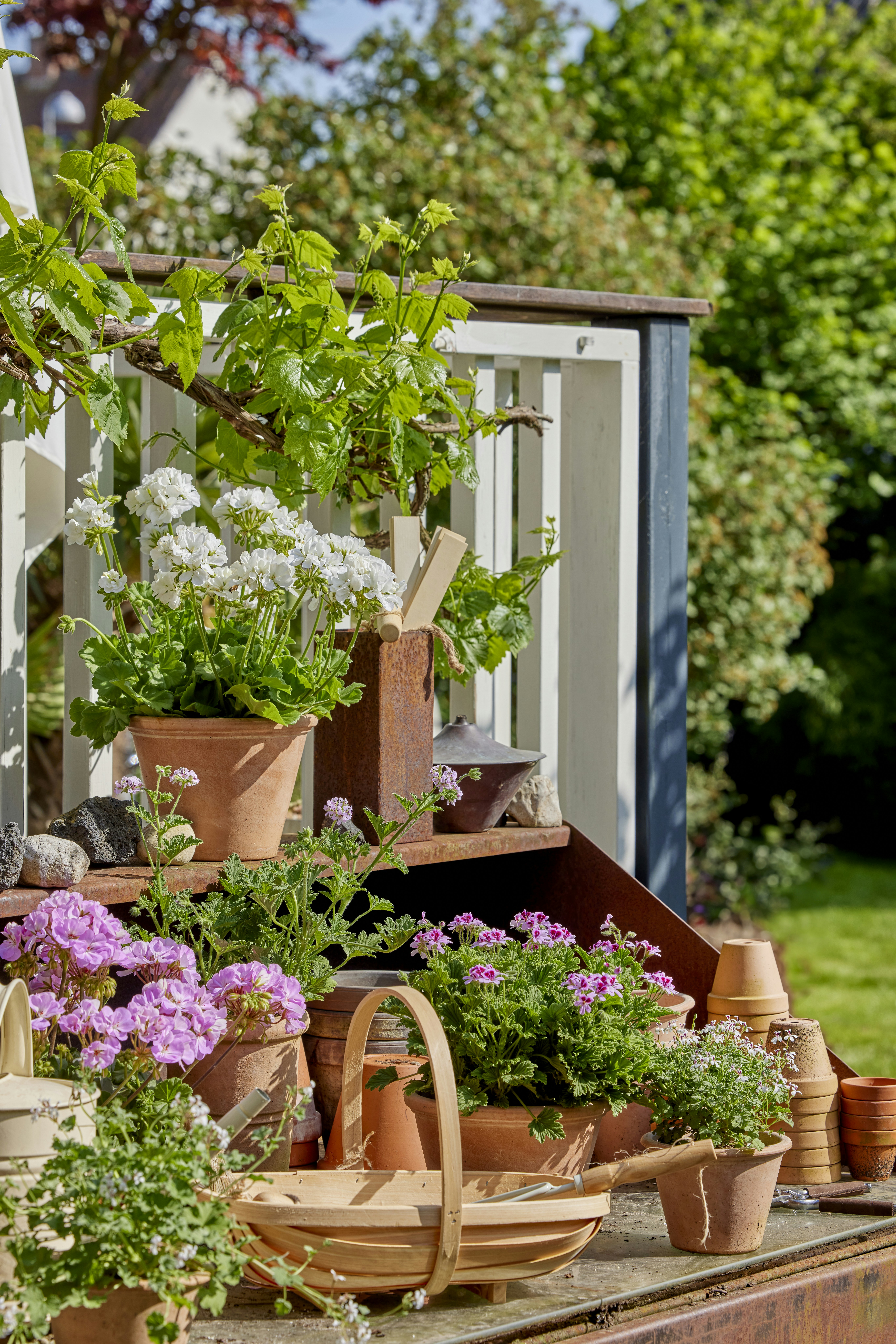 Photo by shaylabruins