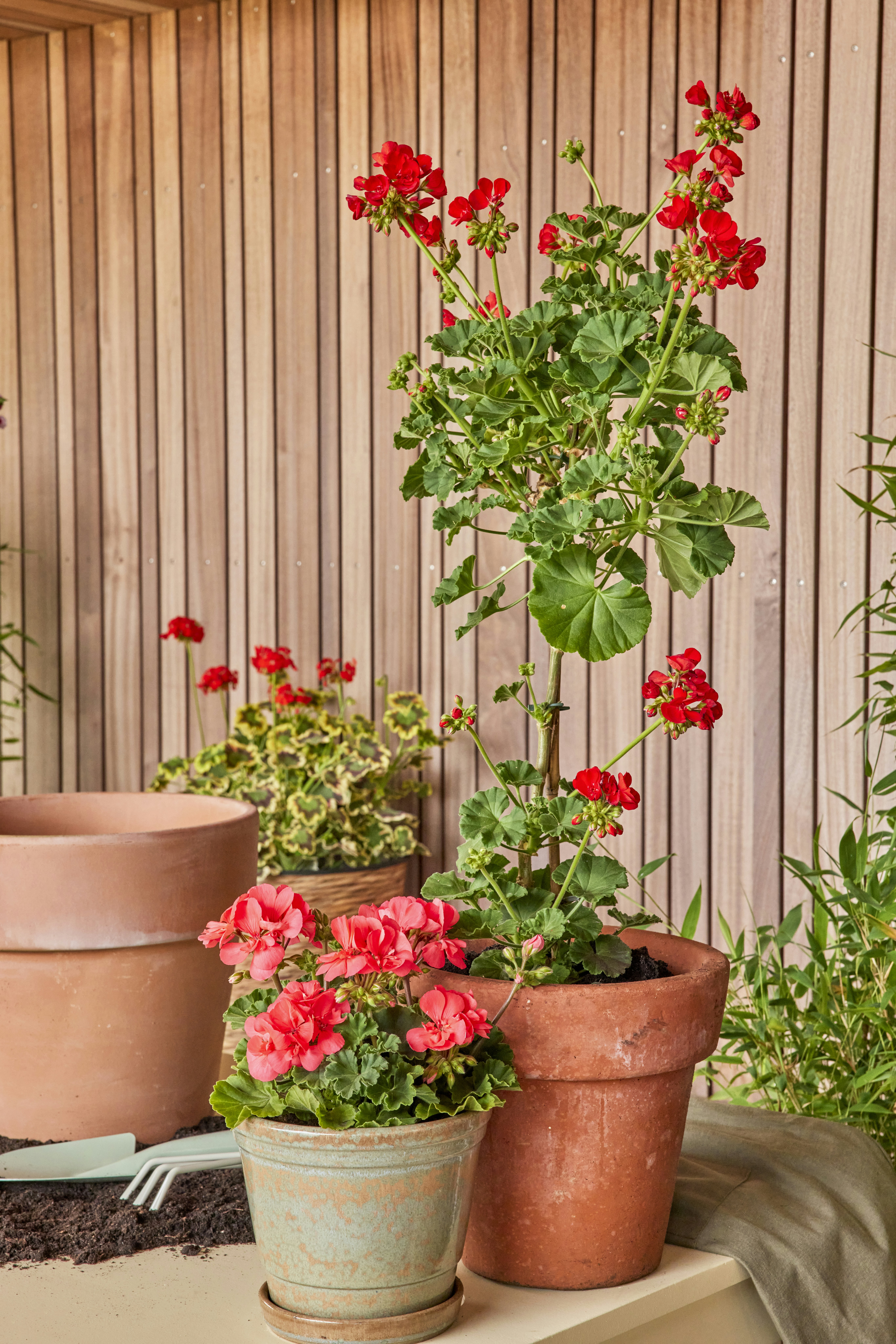 Photo by shaylabruins