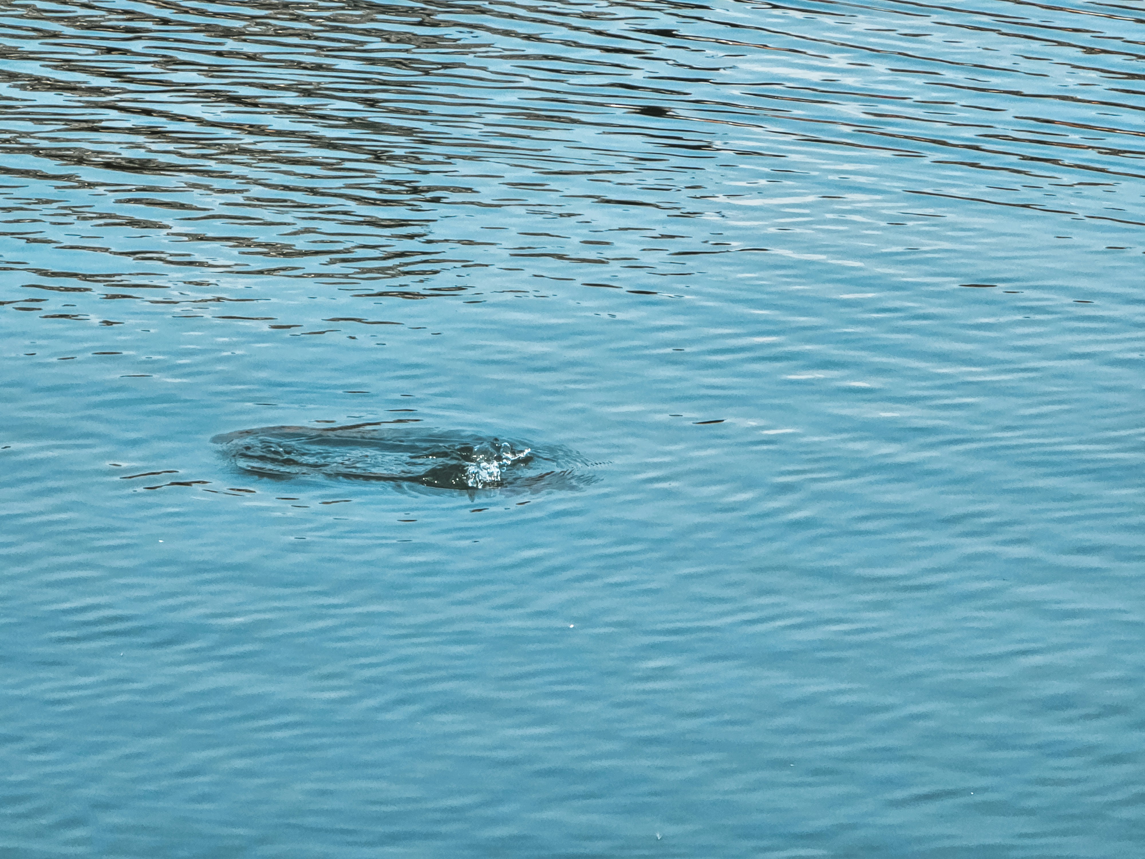 Photo by hypocriteeeee