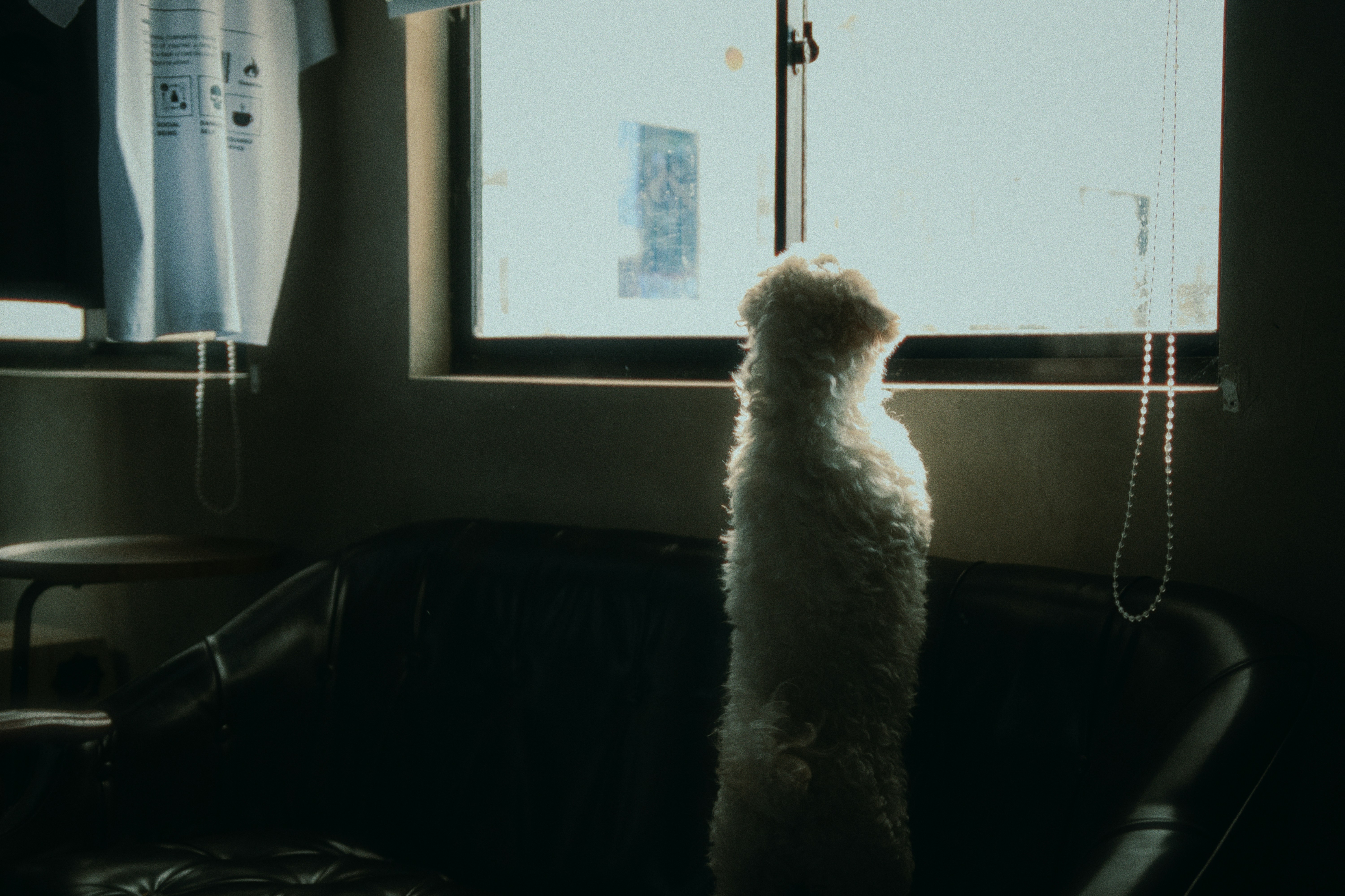  汪星人逆襲！不再只是看門狗，真相是