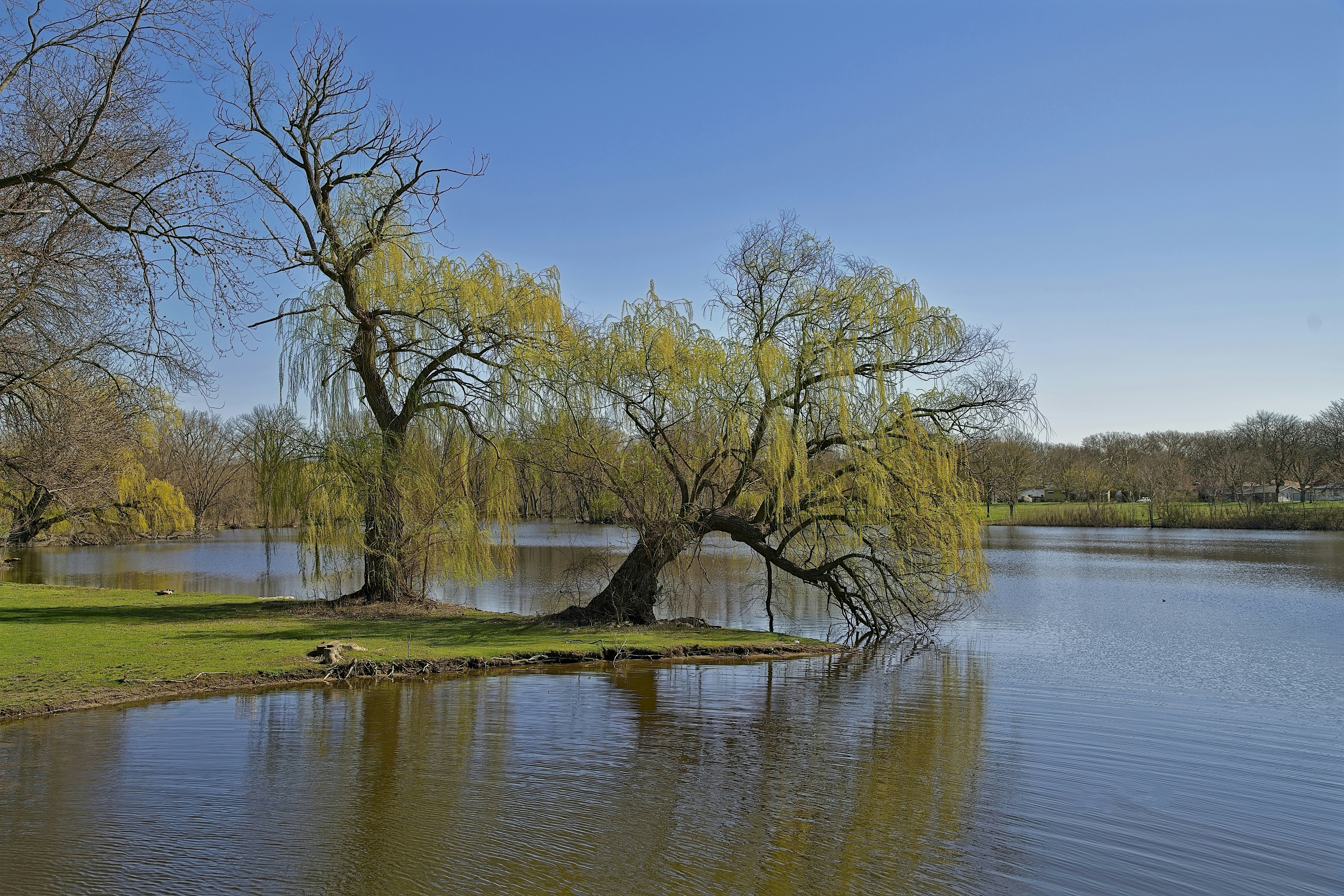 A willow tree leans over a peaceful lake.