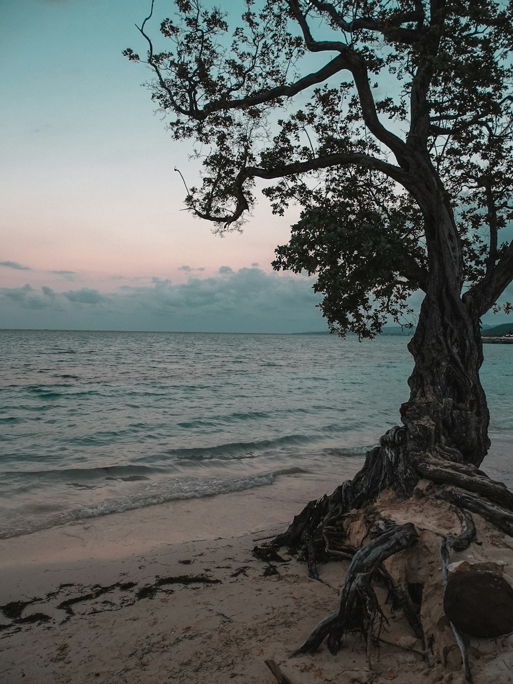 A twisted tree stands by the calm ocean.