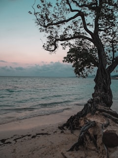 A twisted tree stands by the calm ocean.