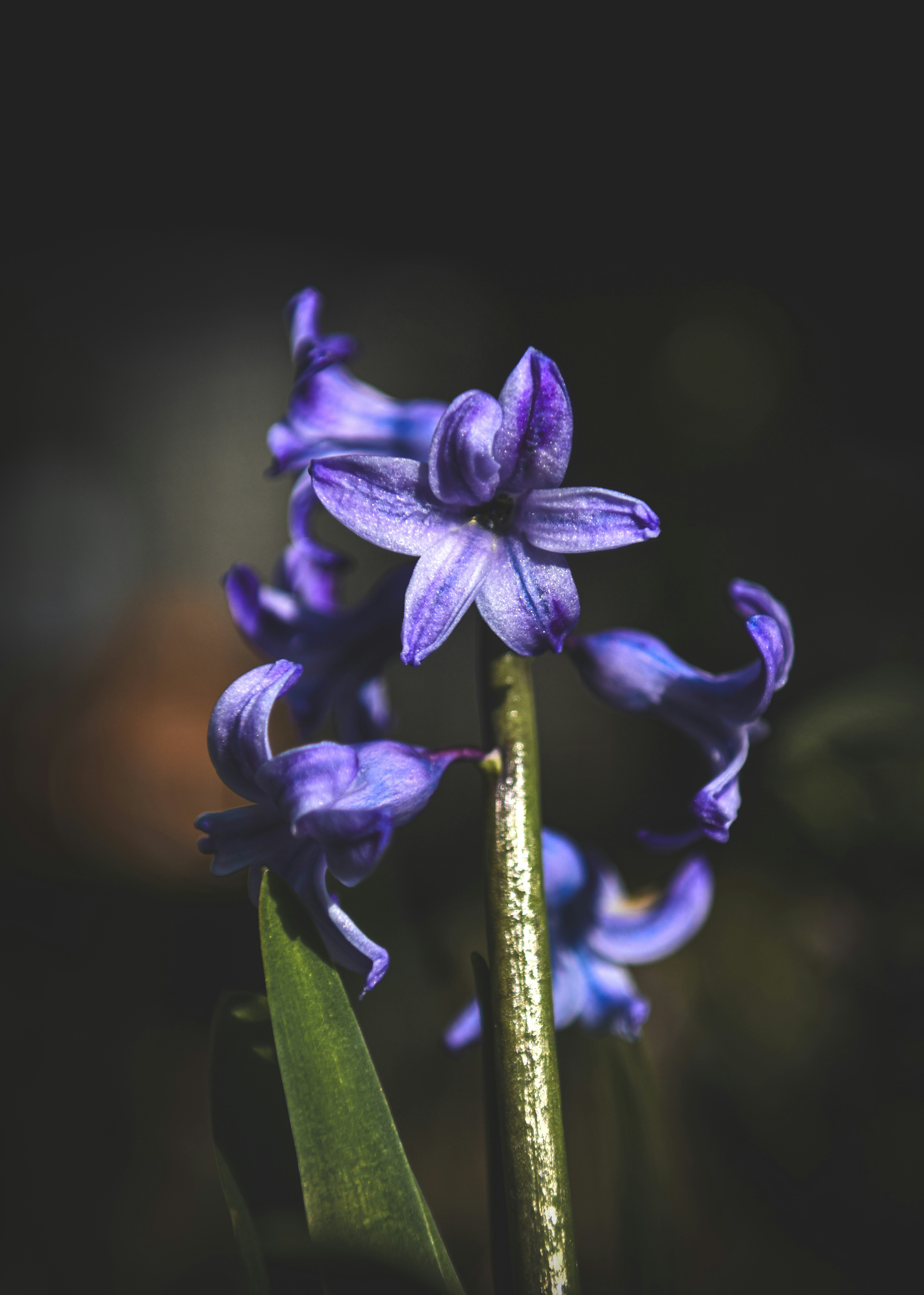 Photo by freefolkphoto