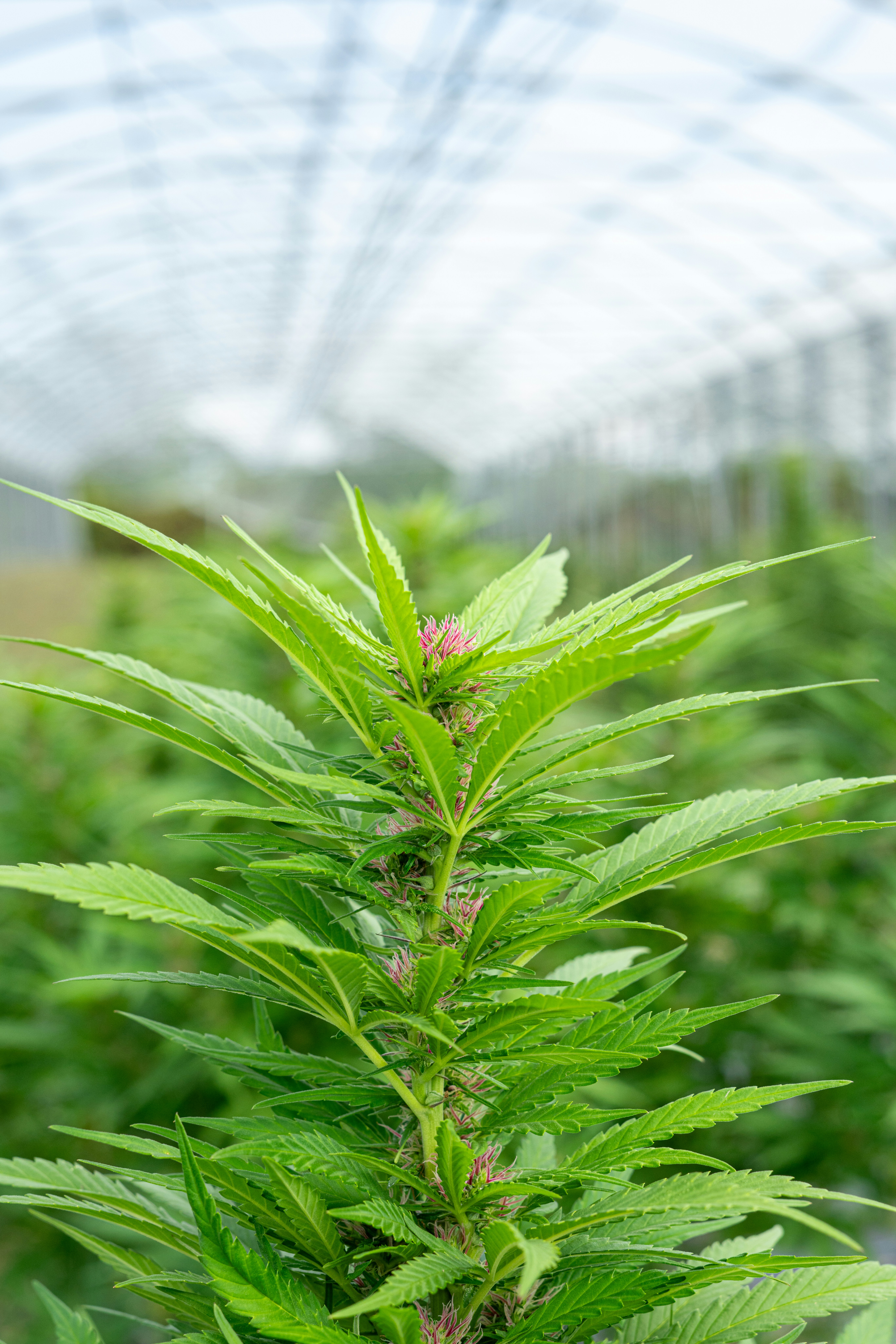 Photo by weedzard_cannabis