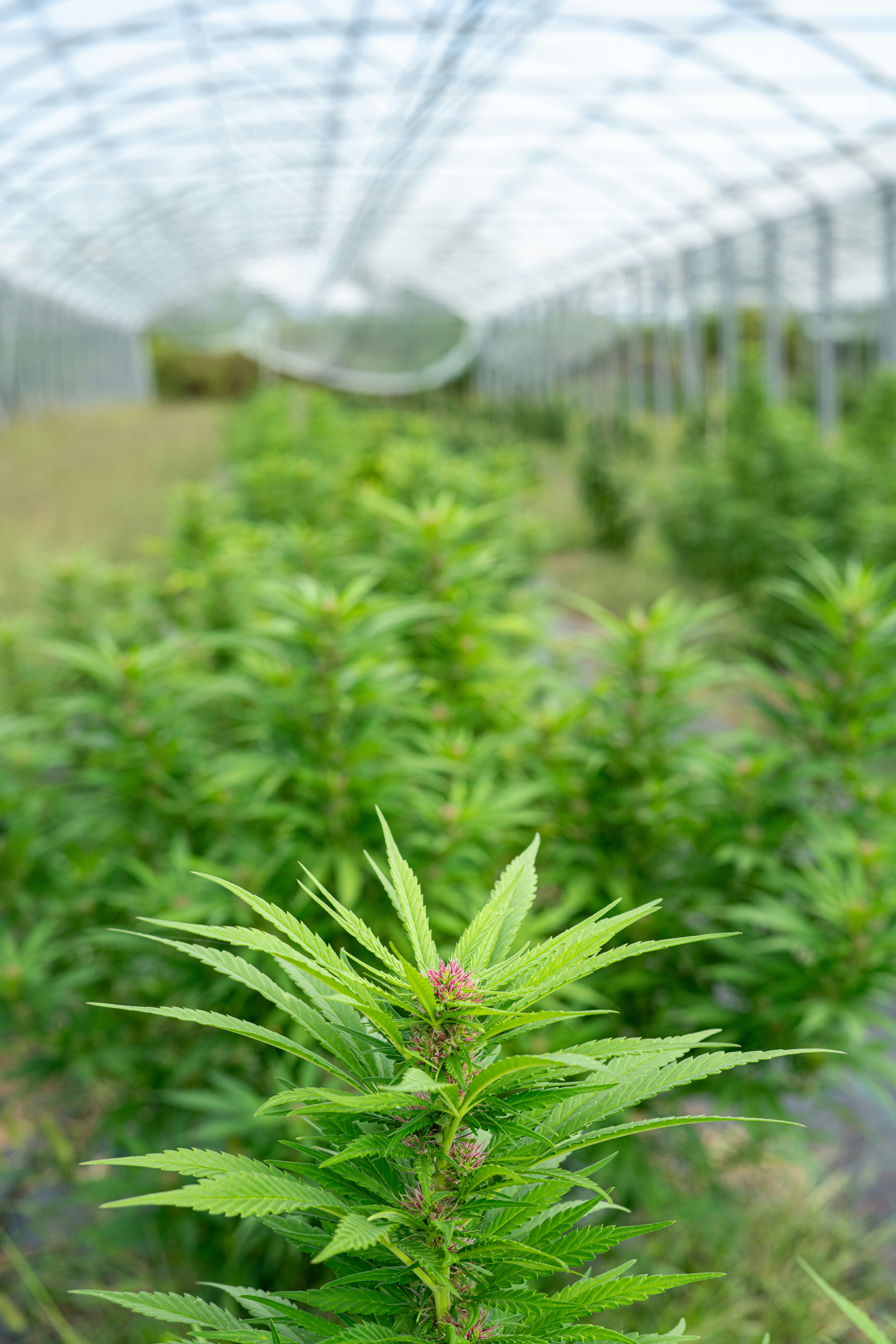 Photo by weedzard_cannabis