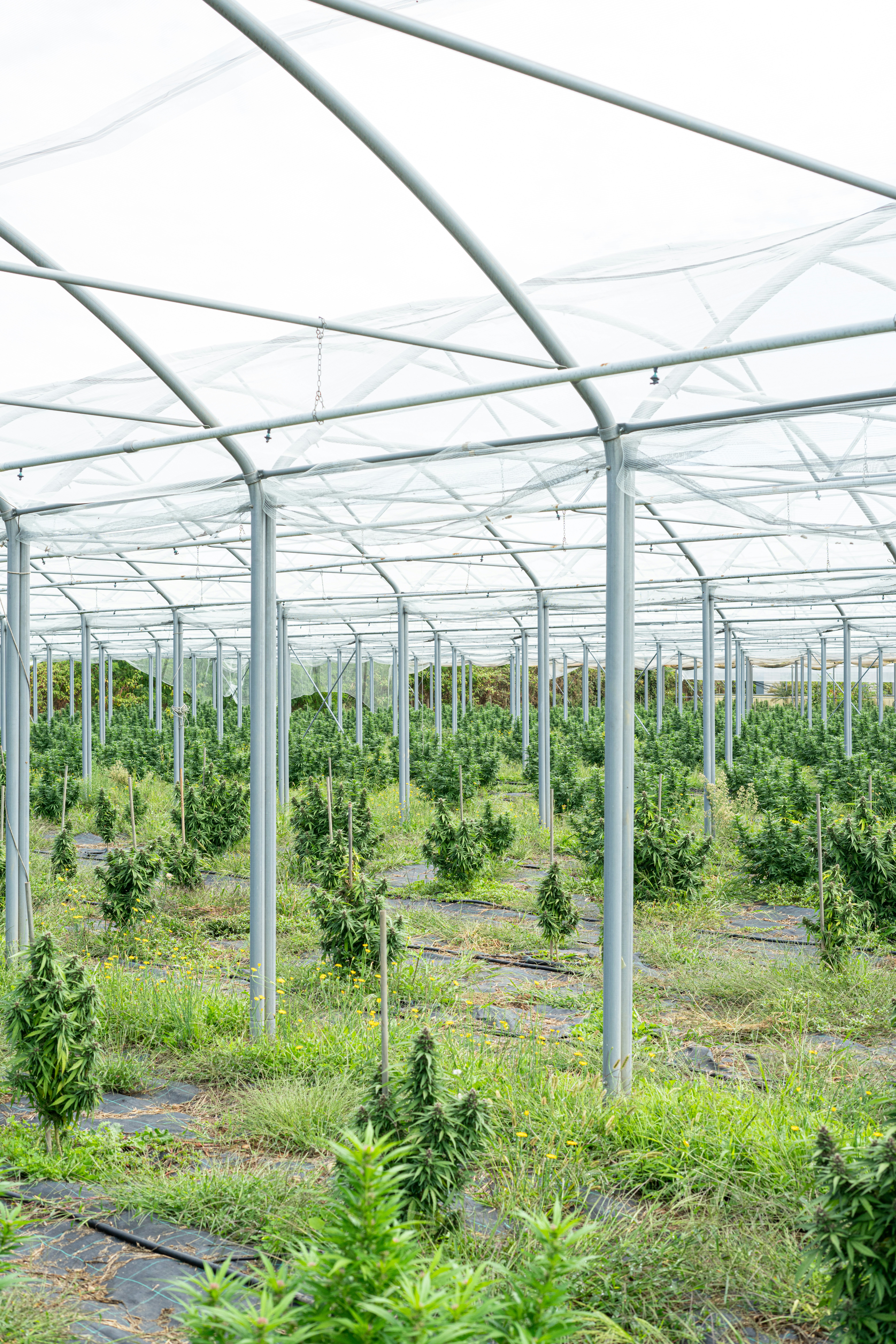 Photo by weedzard_cannabis