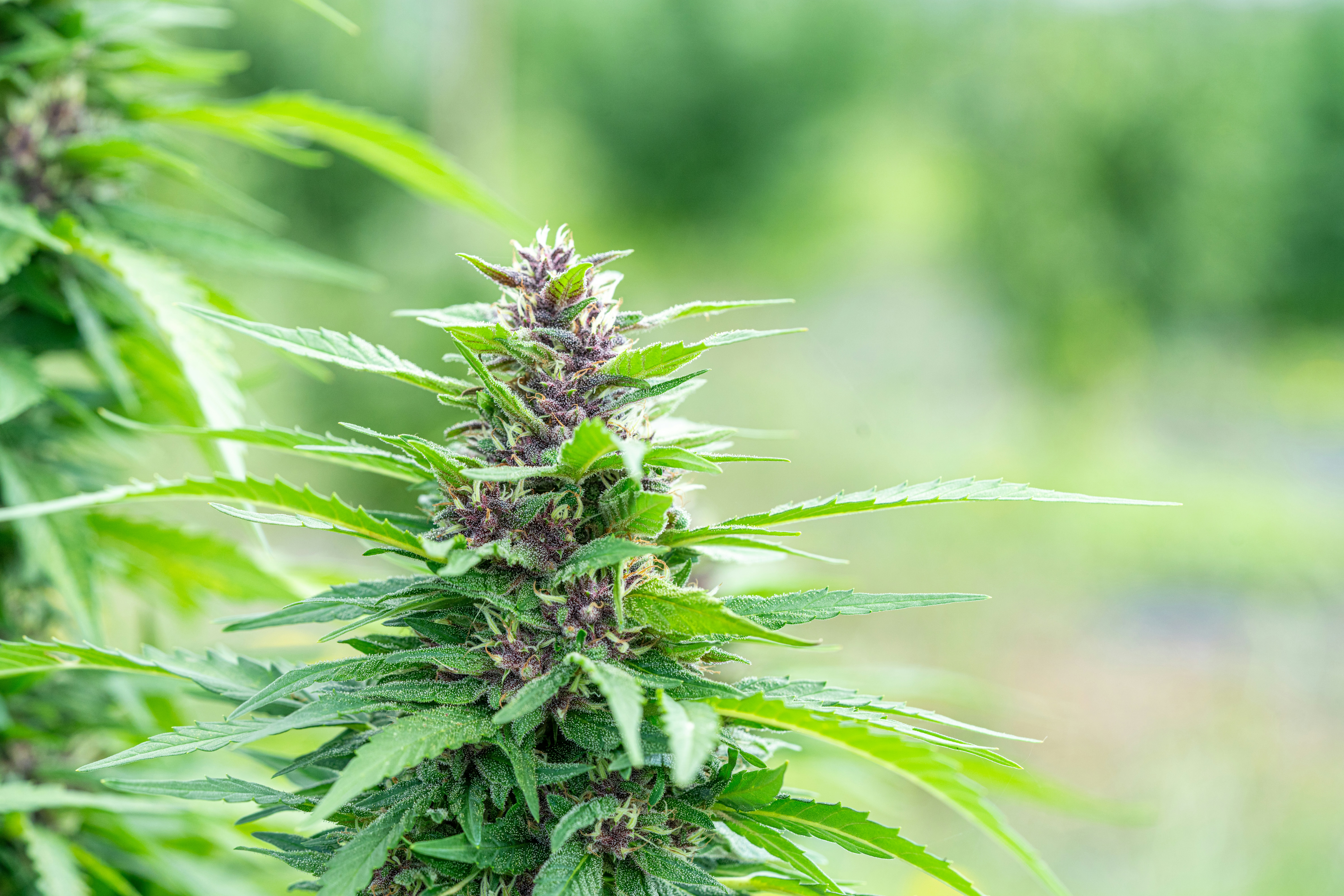 Photo by weedzard_cannabis