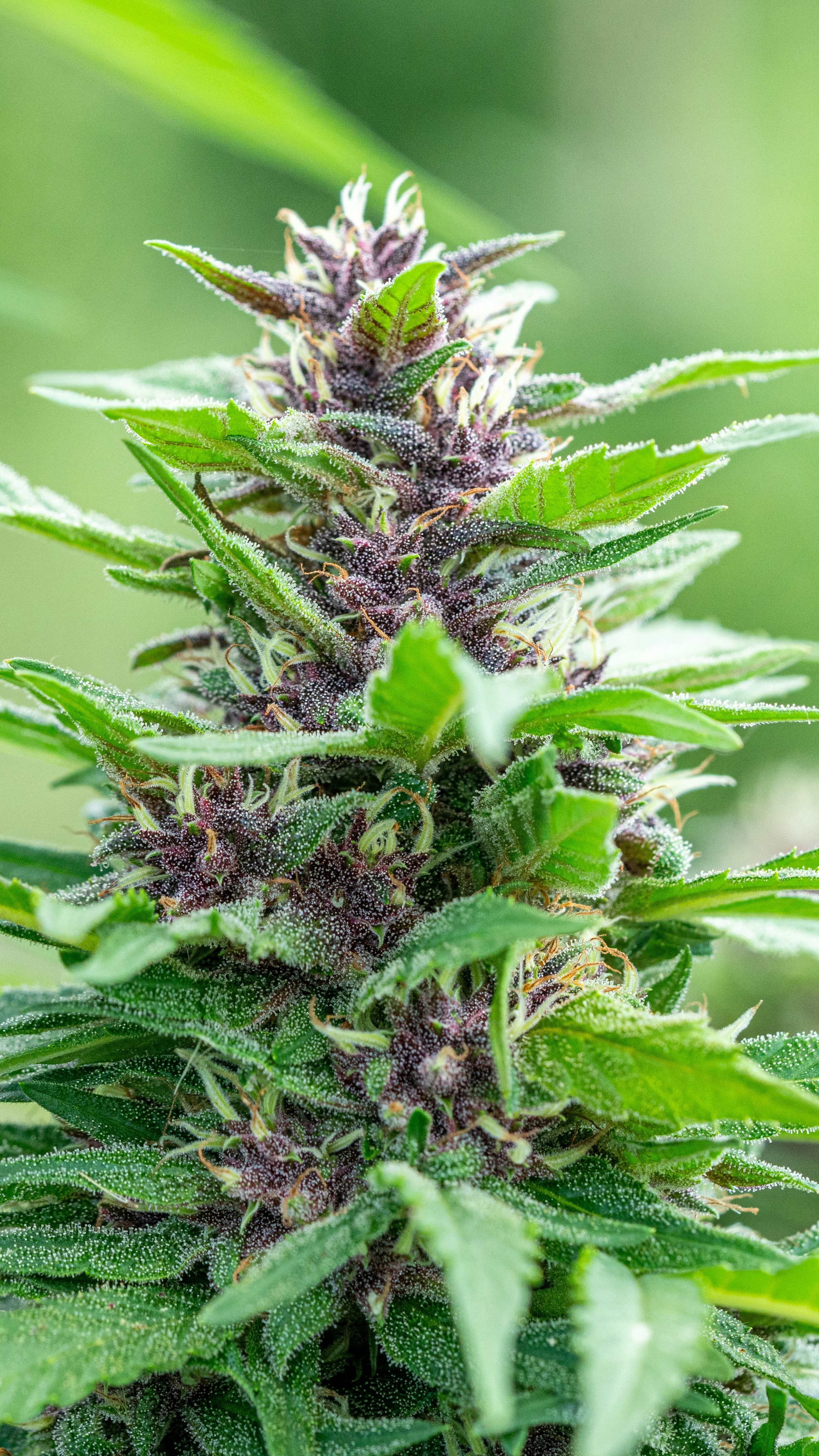 Photo by weedzard_cannabis