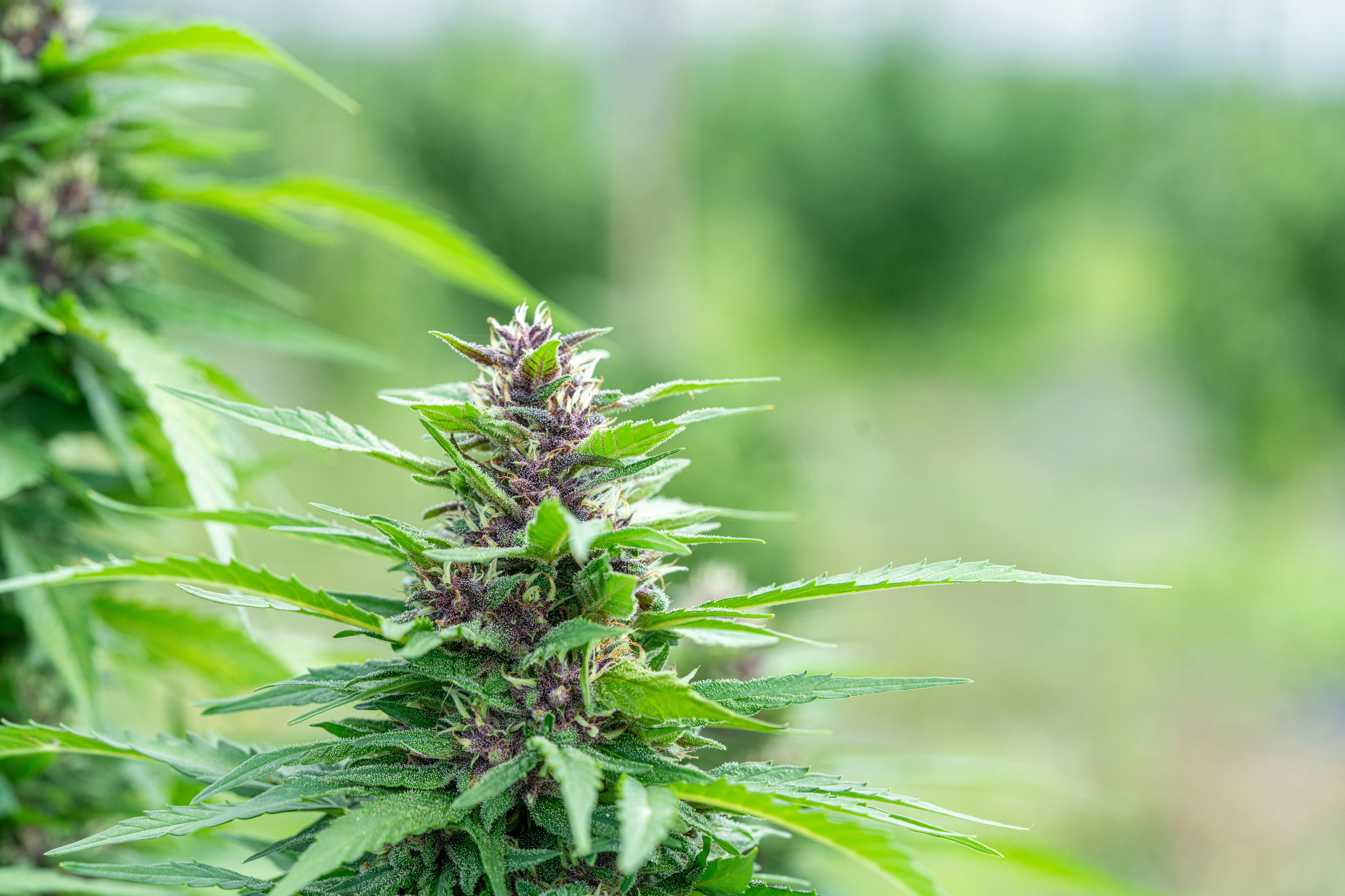 Photo by weedzard_cannabis