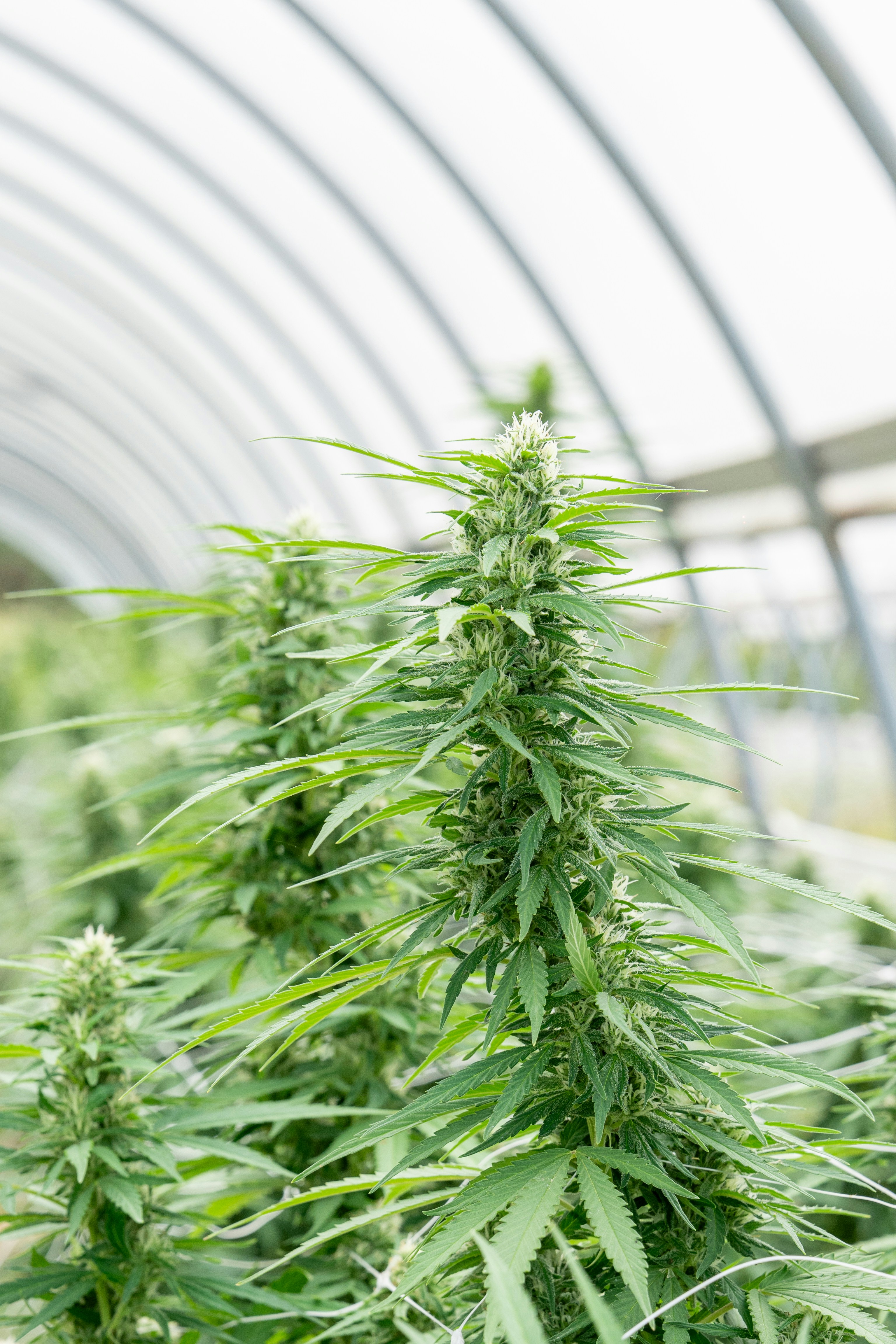 Photo by weedzard_cannabis