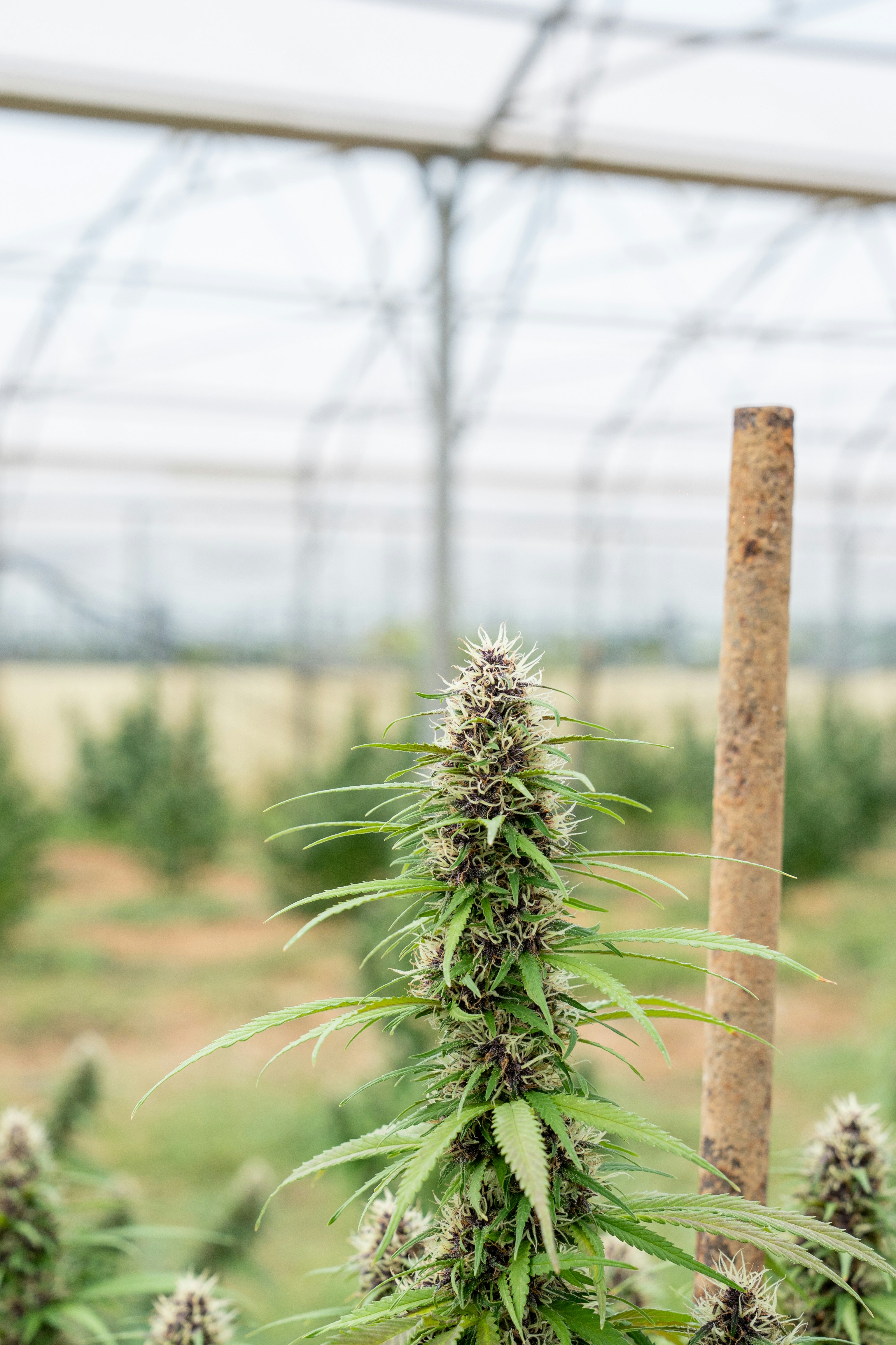 Photo by weedzard_cannabis