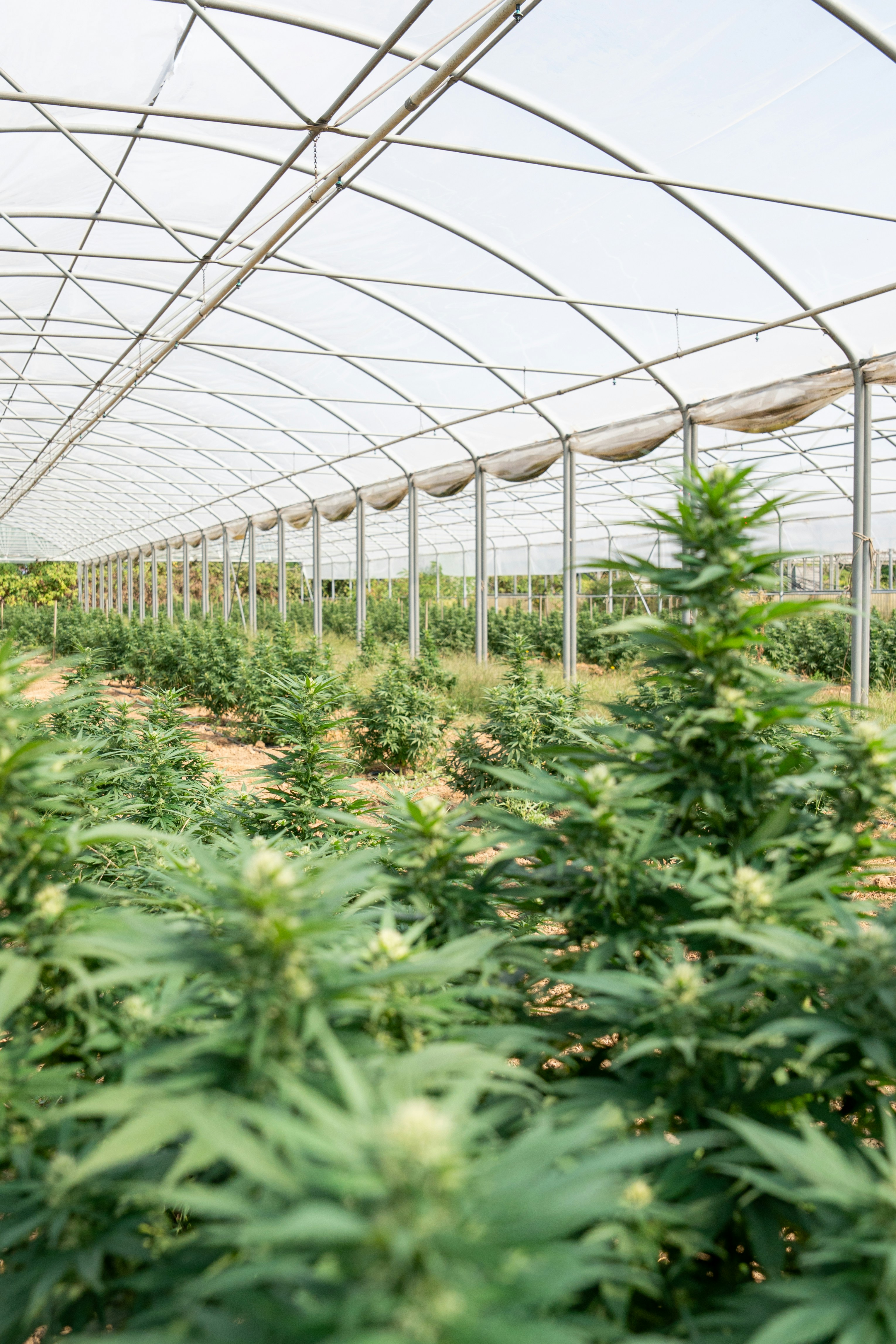 Photo by weedzard_cannabis