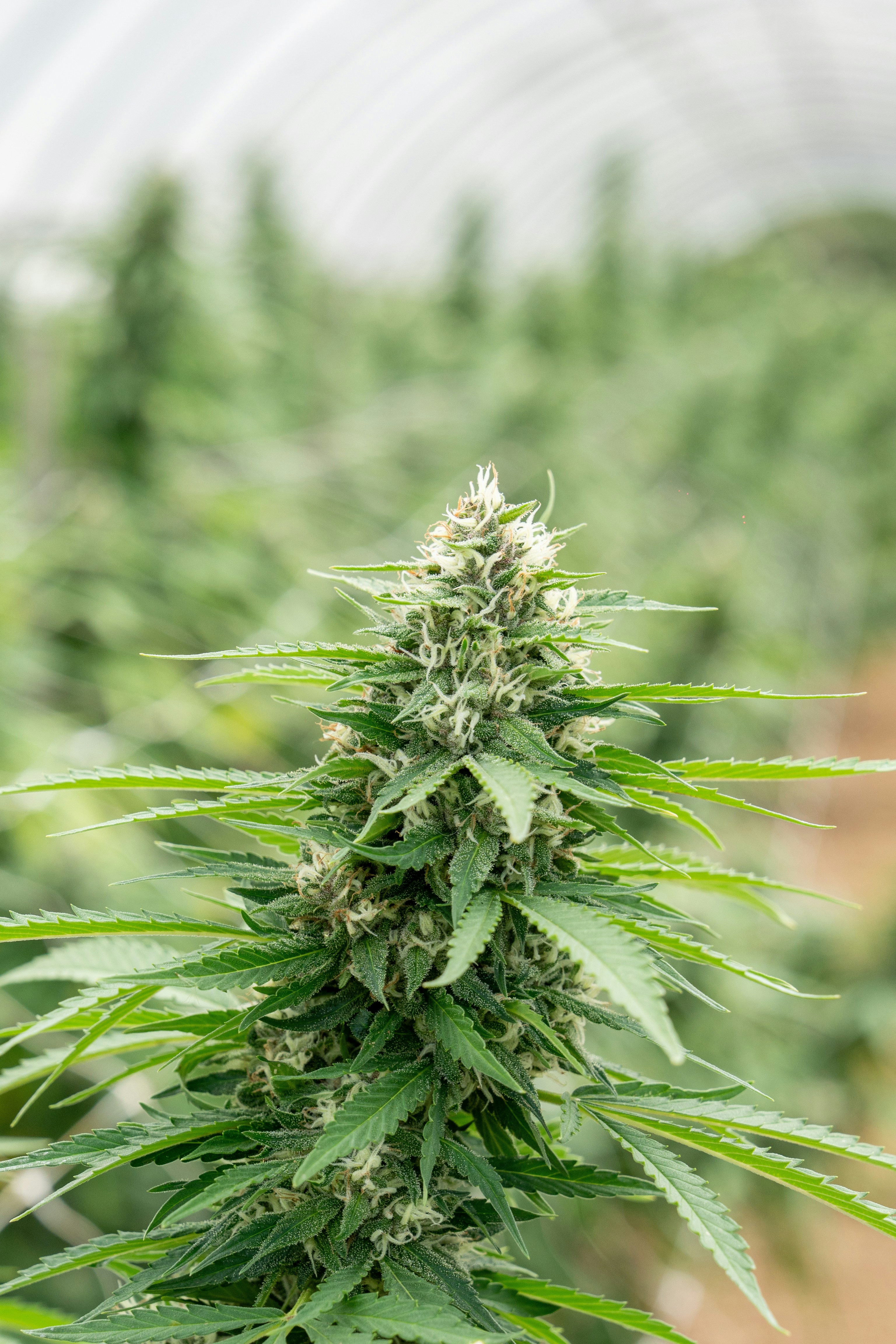 Photo by weedzard_cannabis