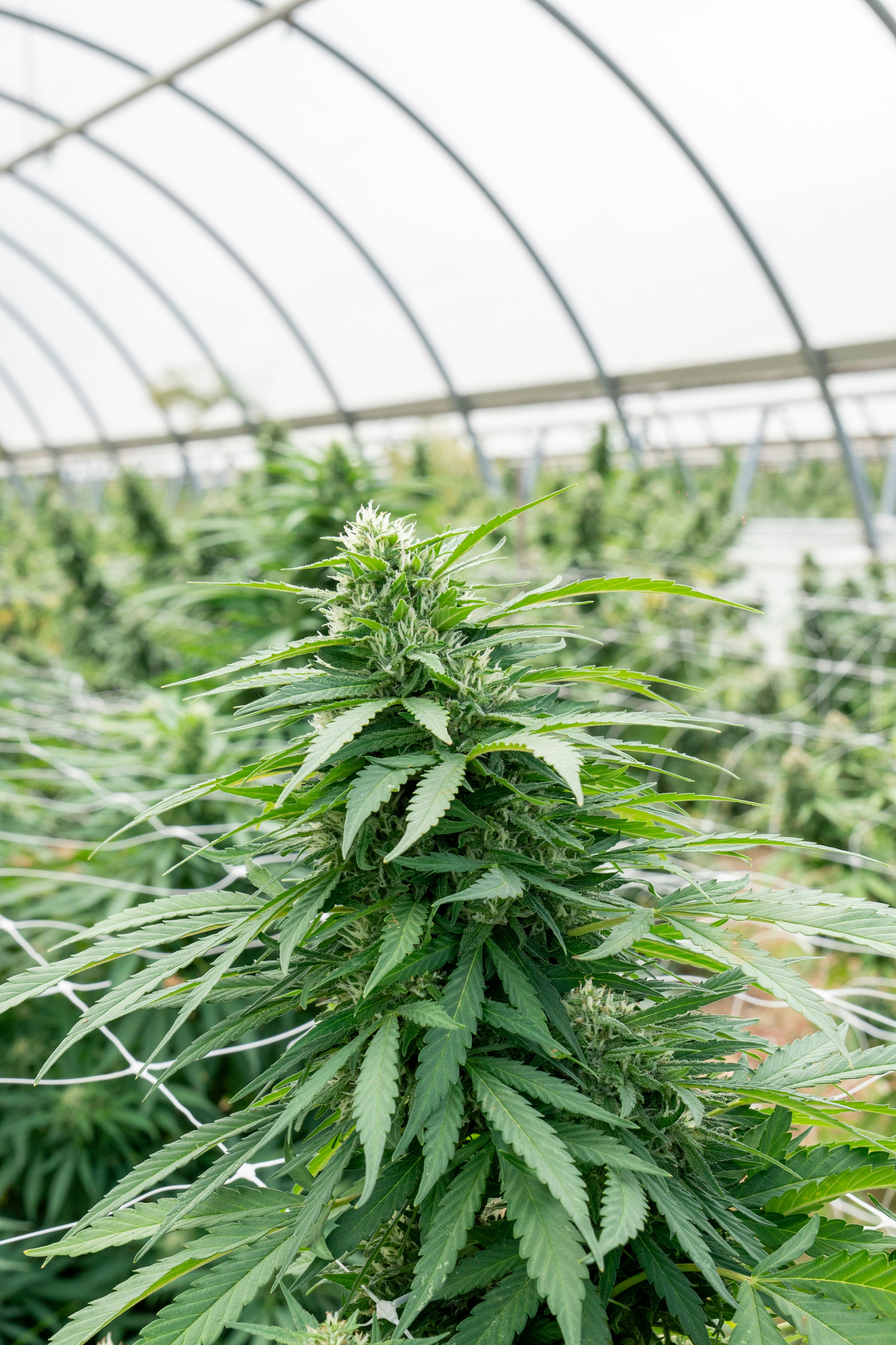 Photo by weedzard_cannabis