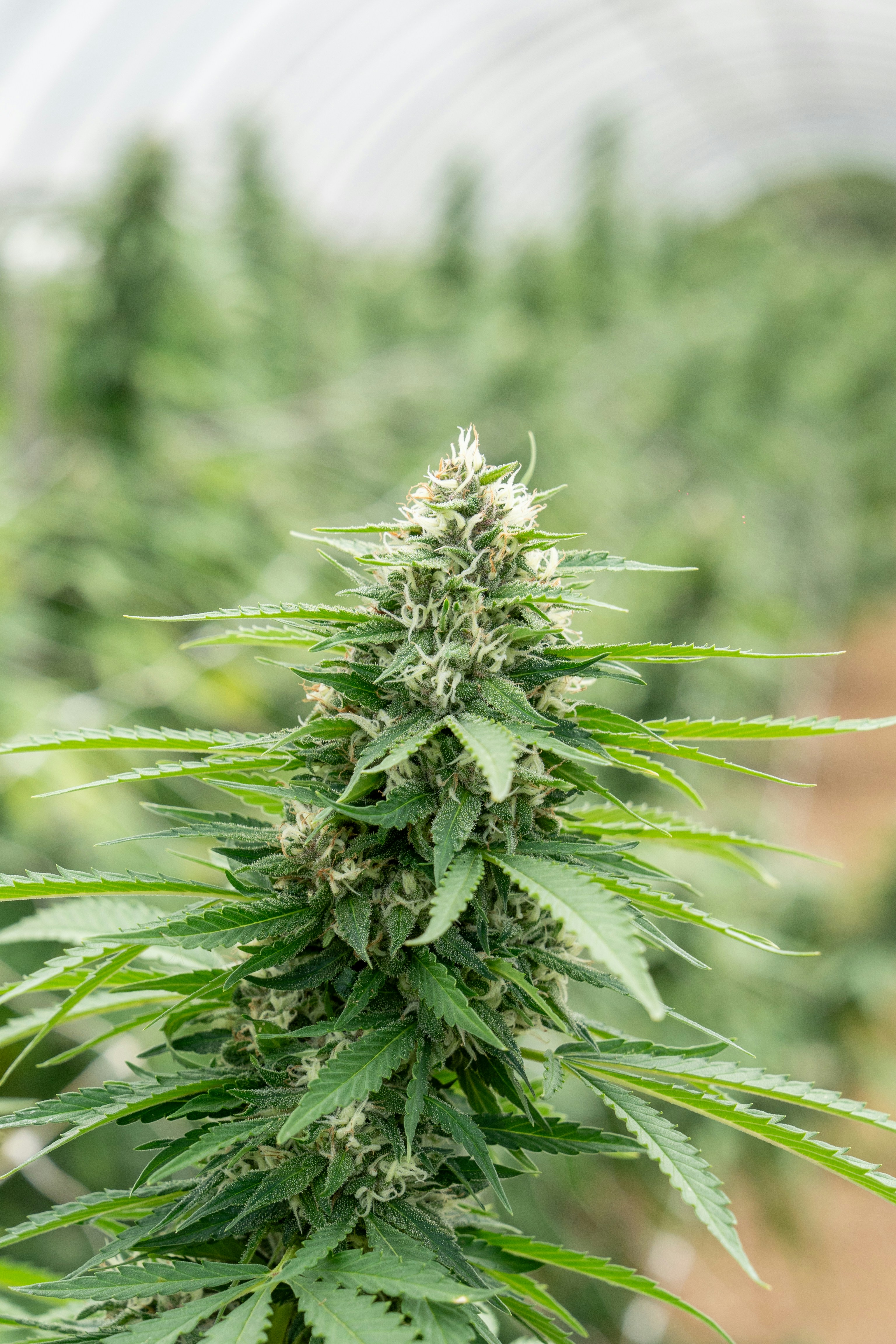 Photo by weedzard_cannabis