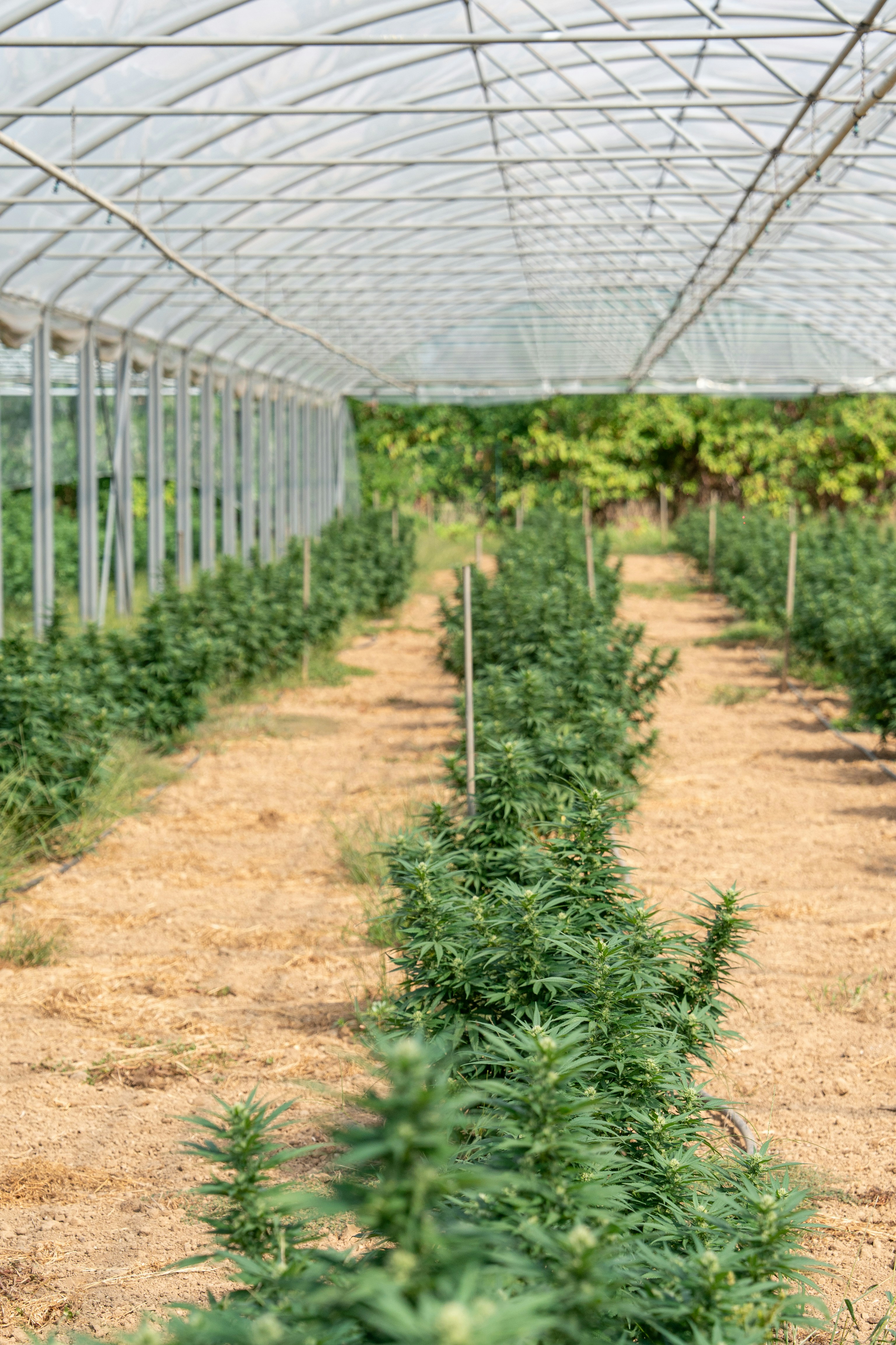 Photo by weedzard_cannabis