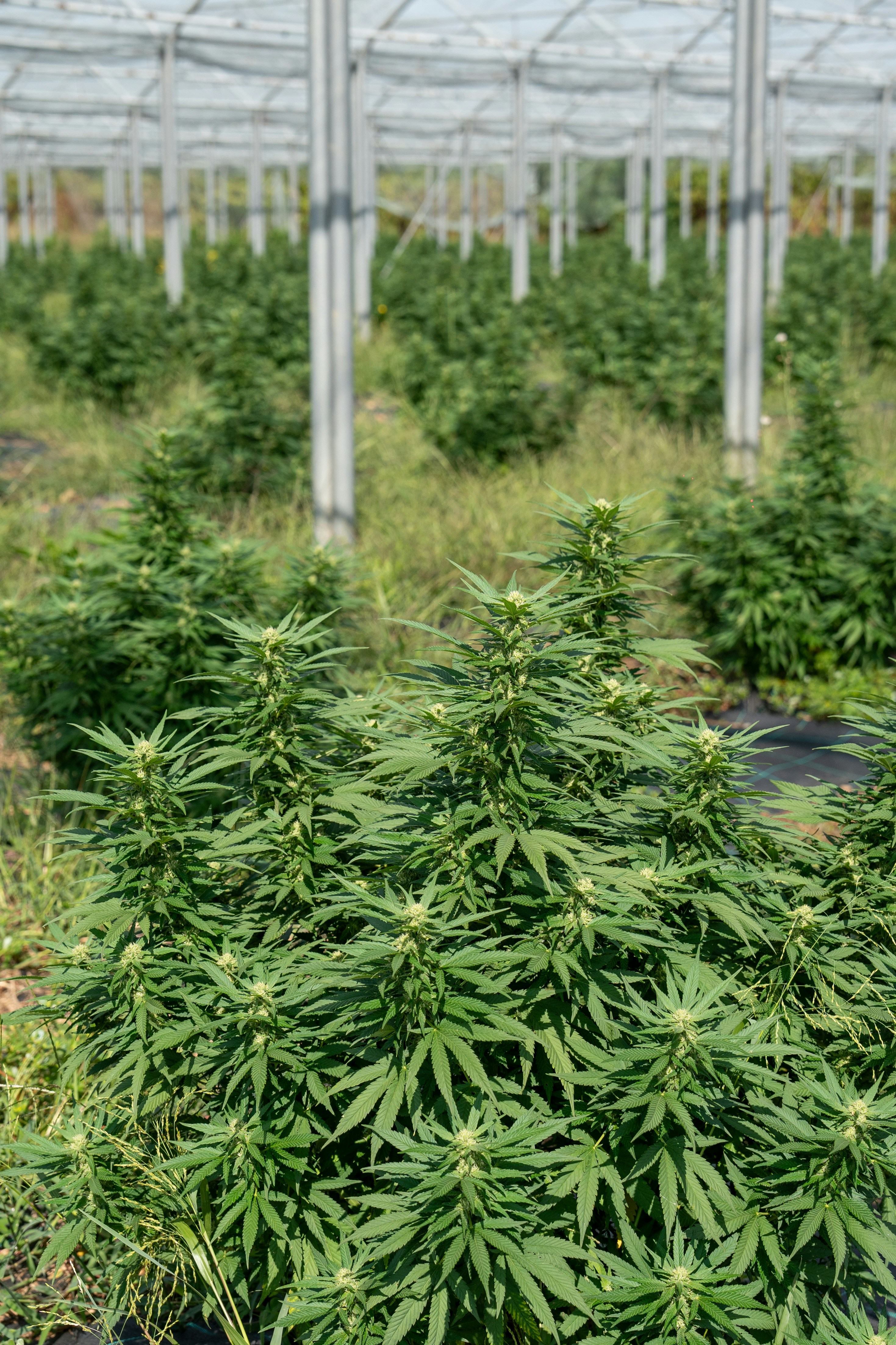 Photo by weedzard_cannabis