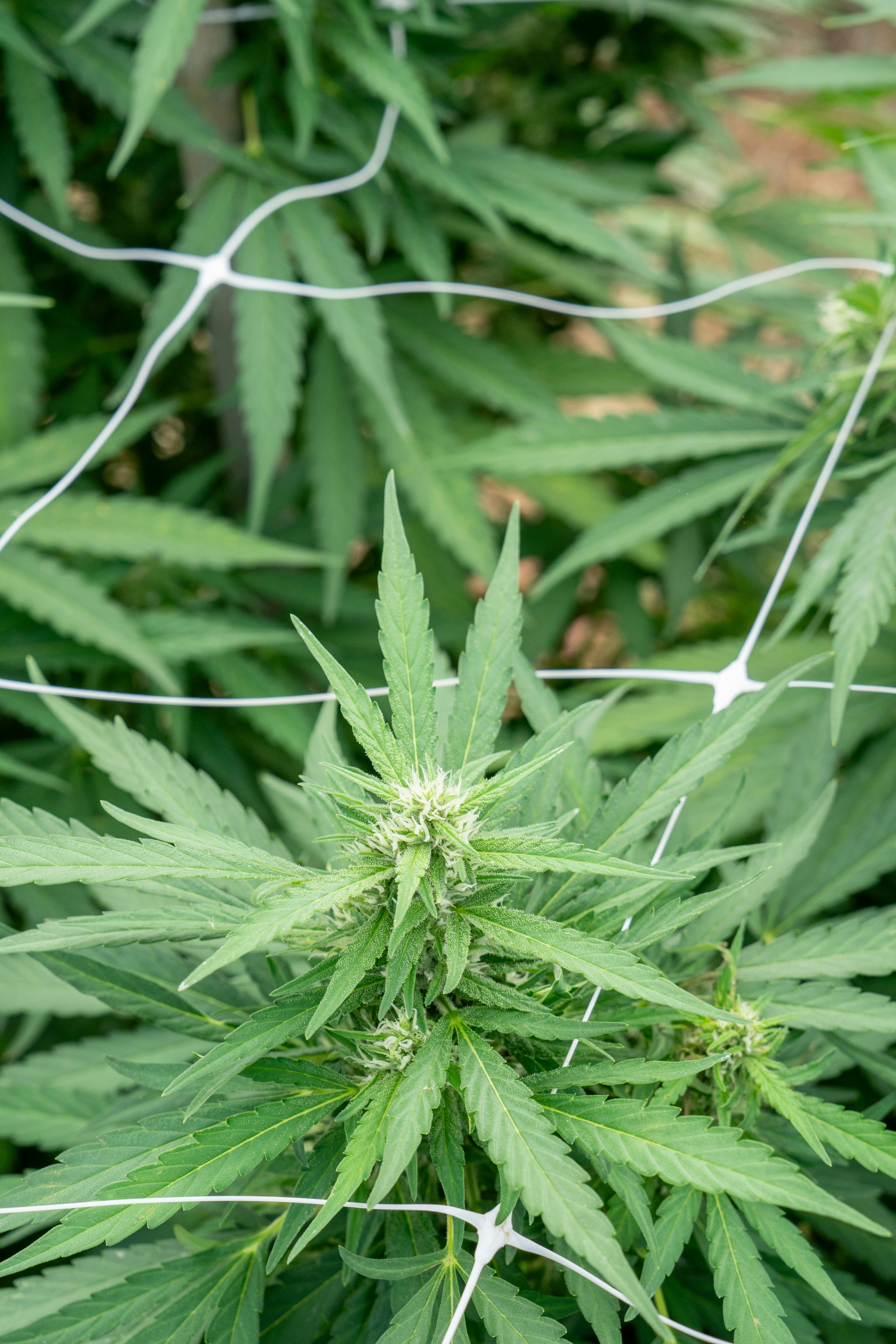 Photo by weedzard_cannabis