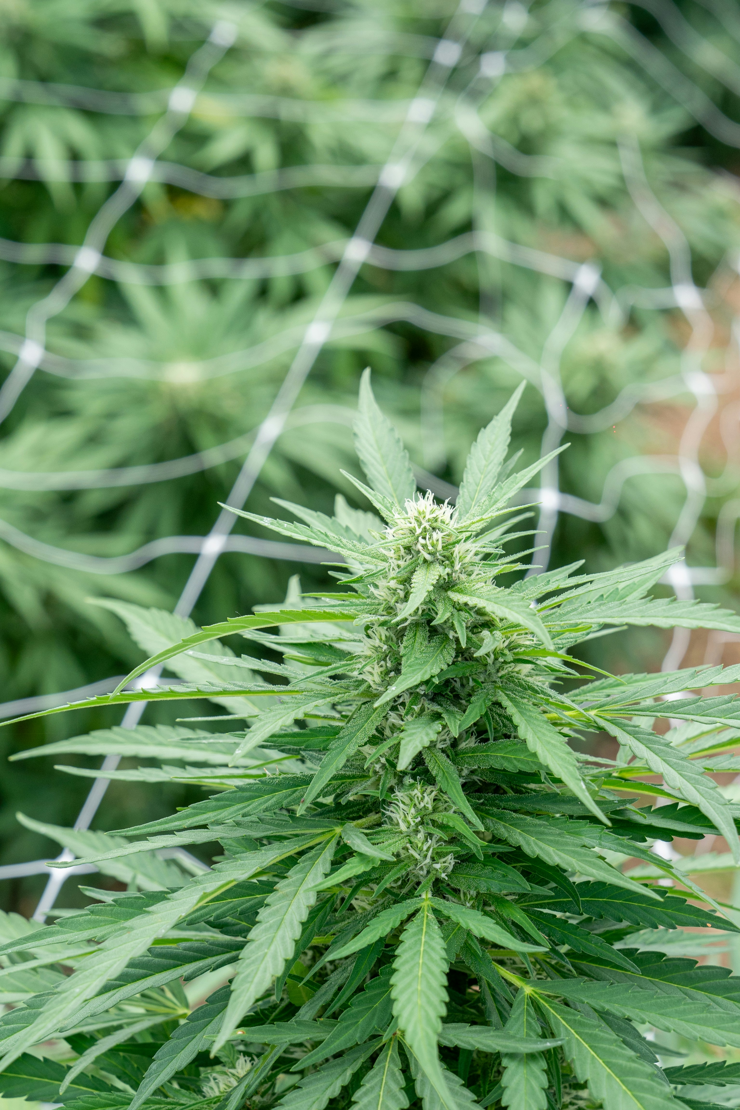 Photo by weedzard_cannabis