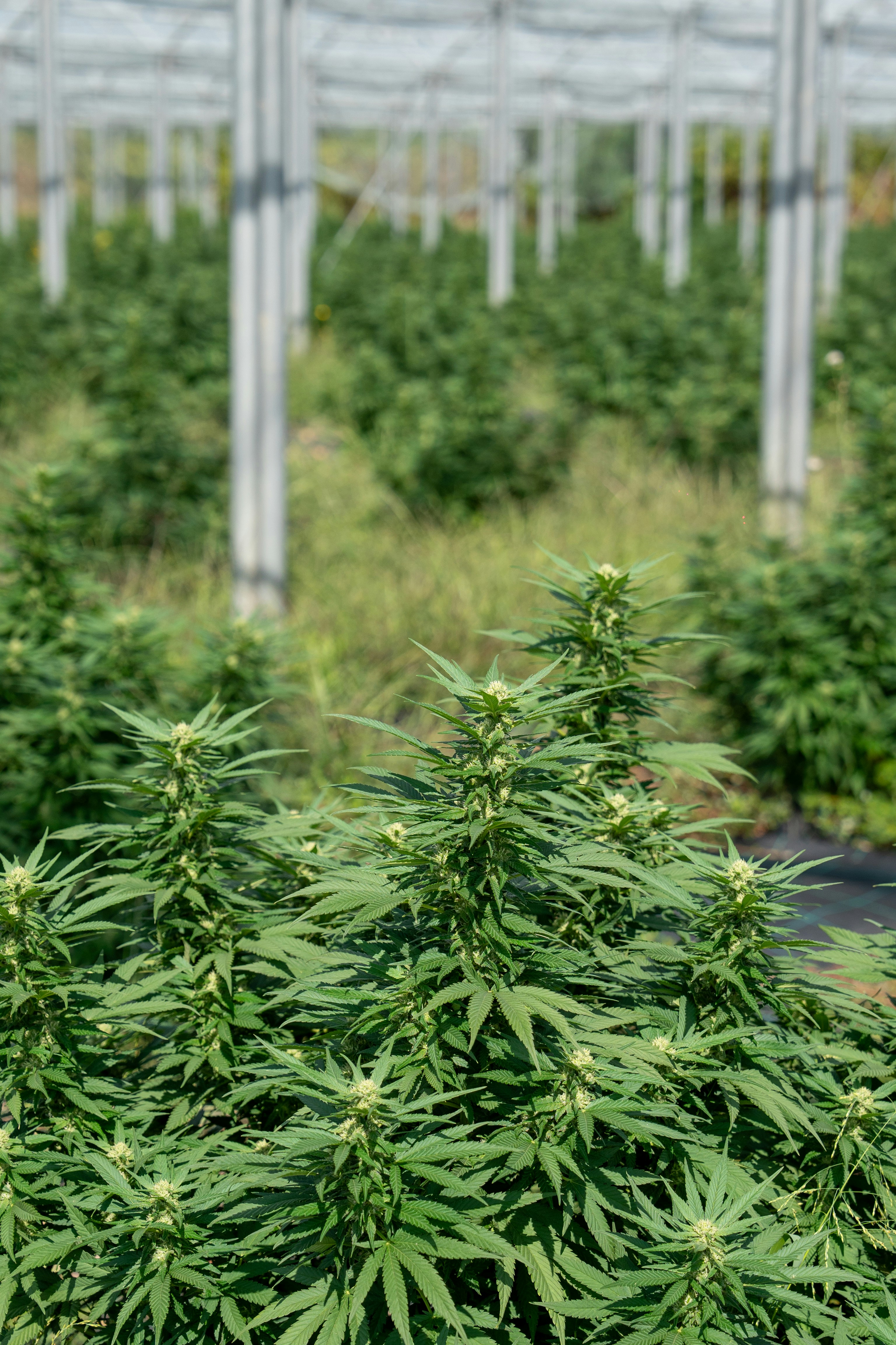 Photo by weedzard_cannabis