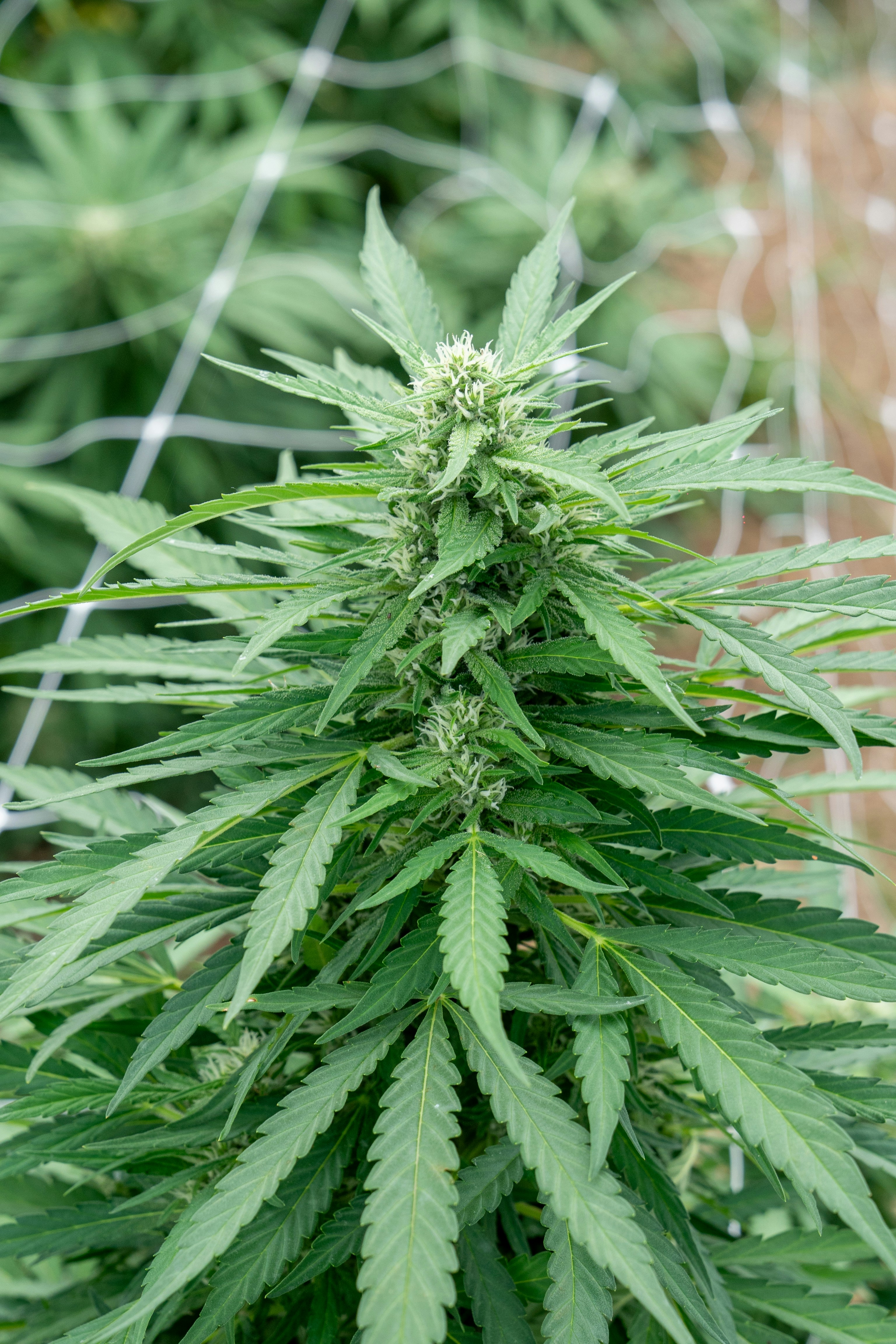 Photo by weedzard_cannabis