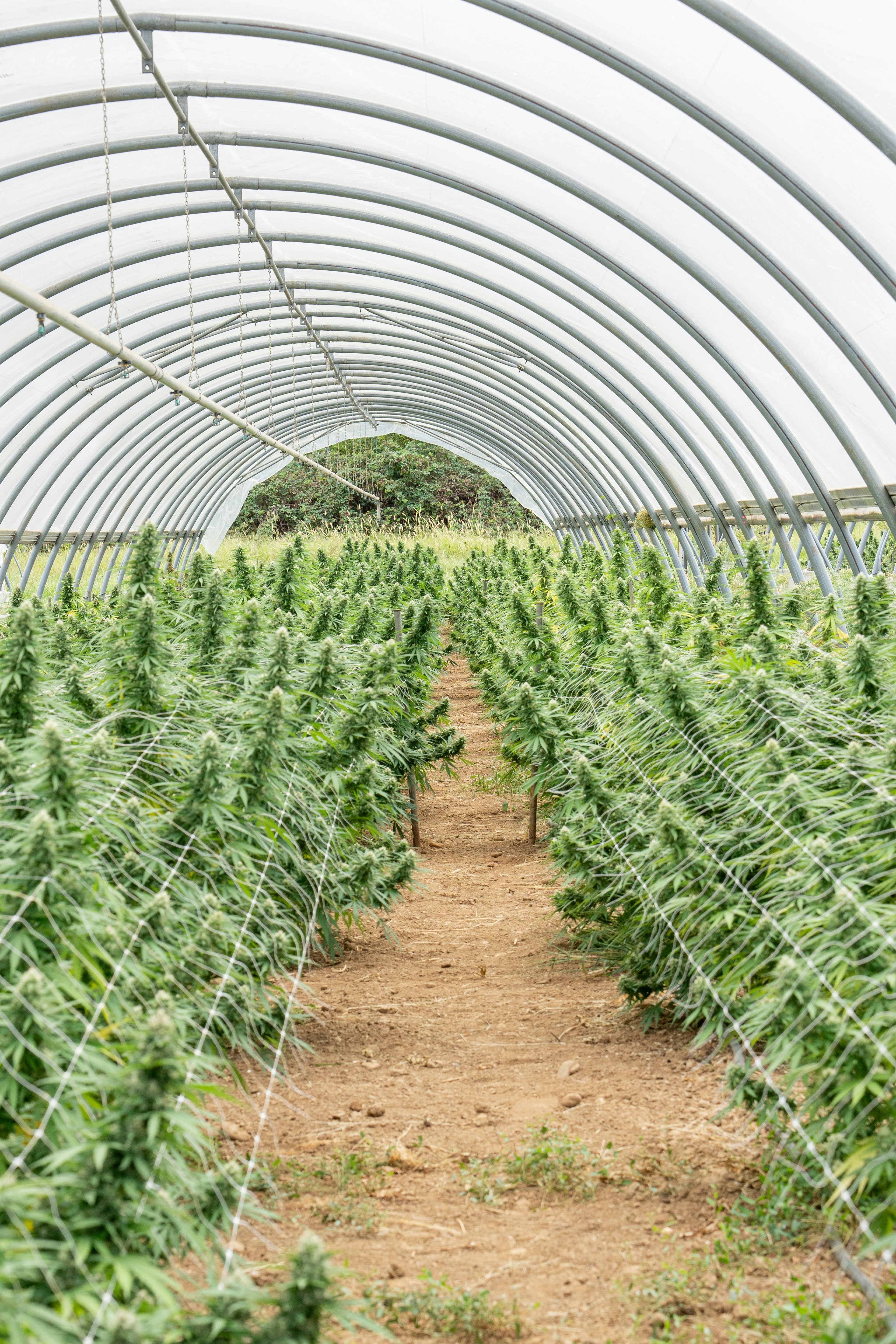 Photo by weedzard_cannabis