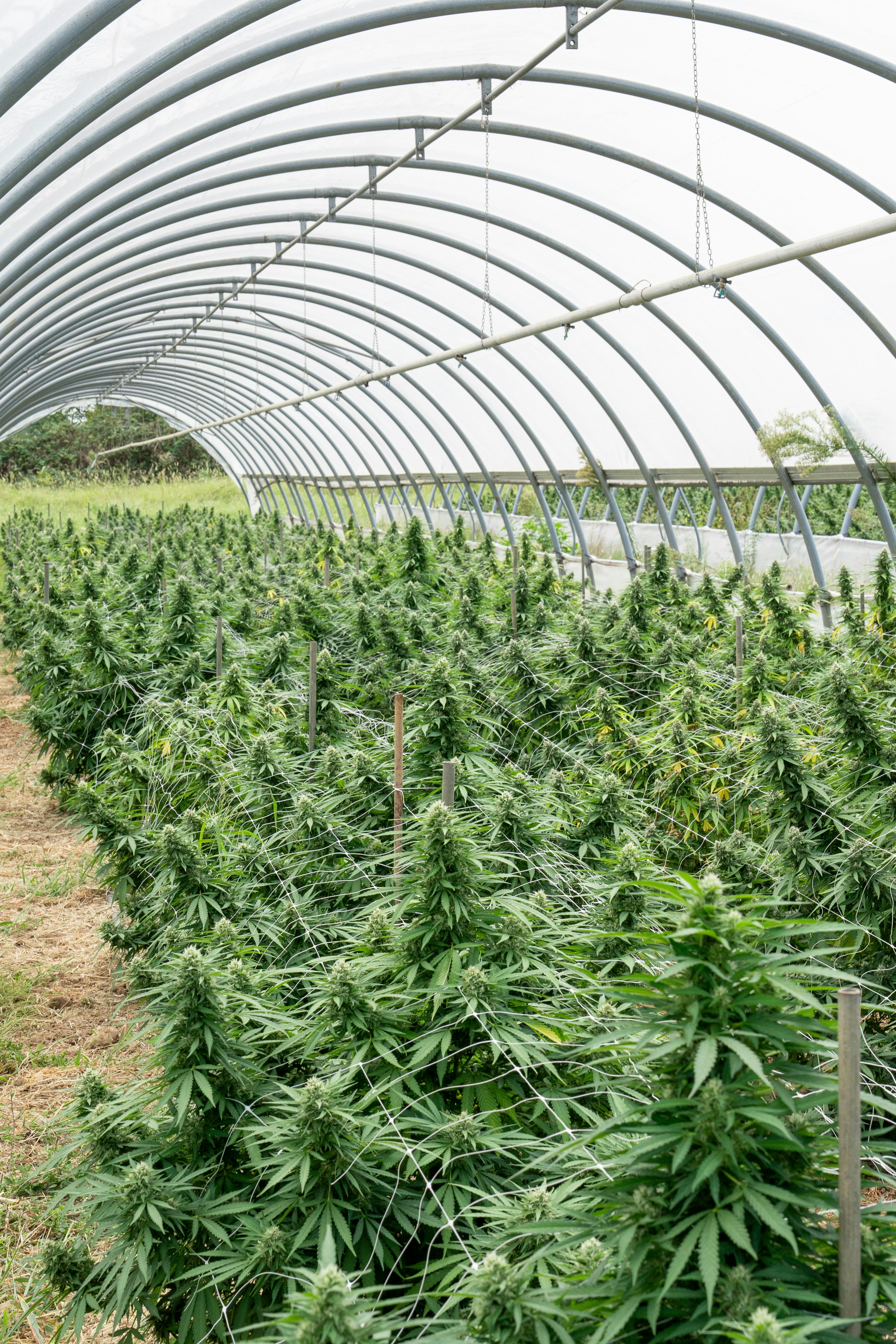 Photo by weedzard_cannabis