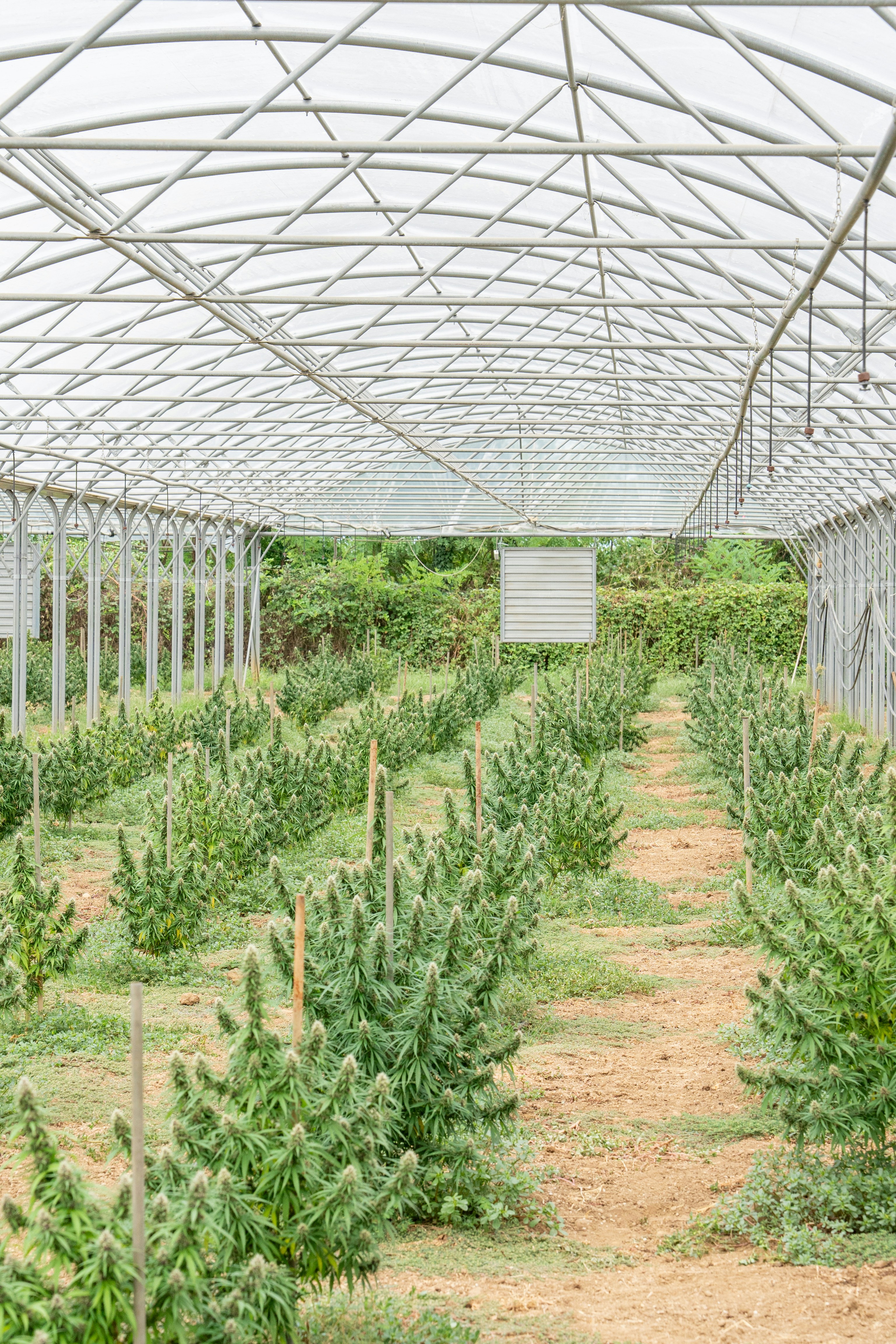 Photo by weedzard_cannabis