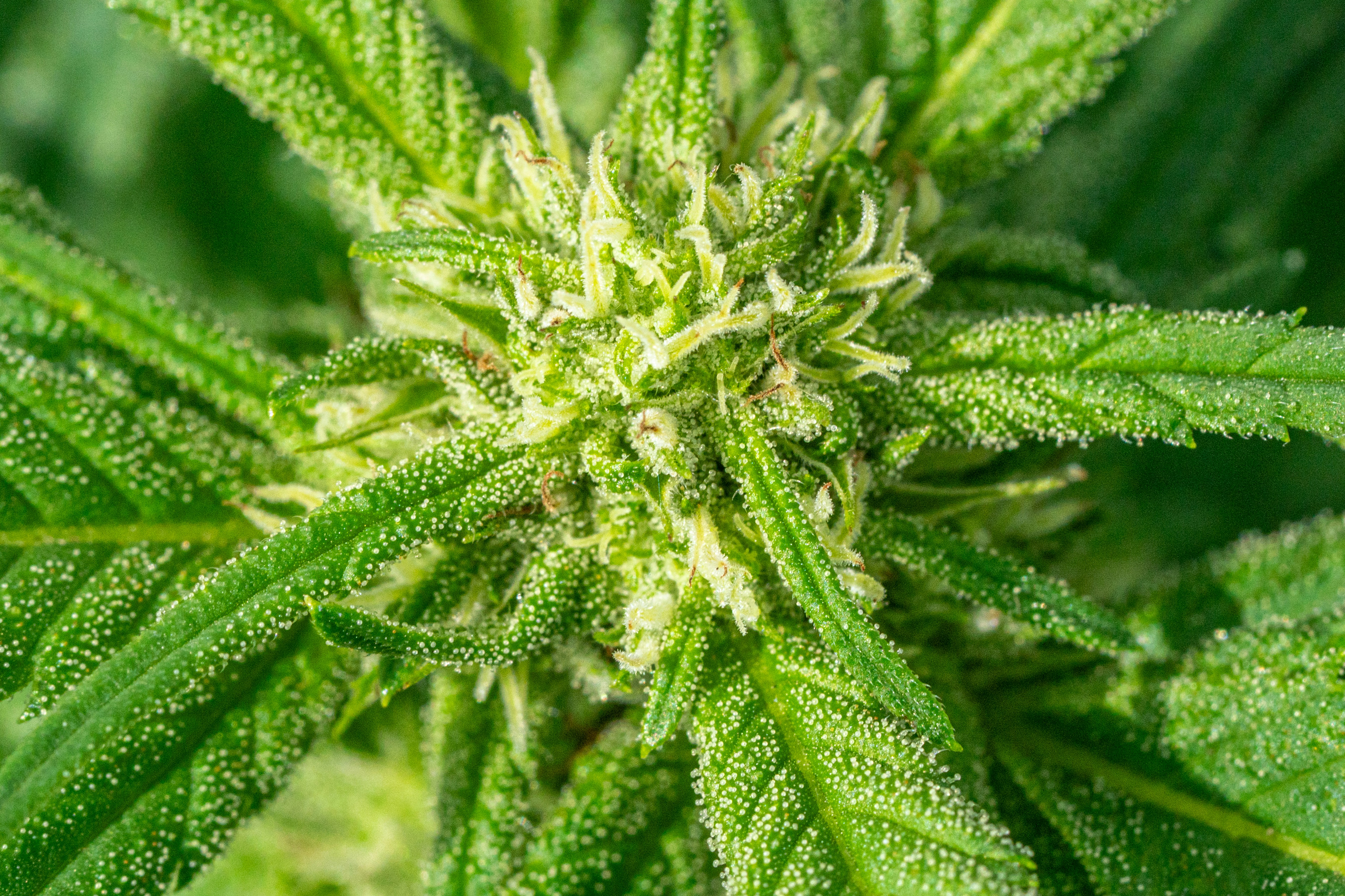 Photo by weedzard_cannabis