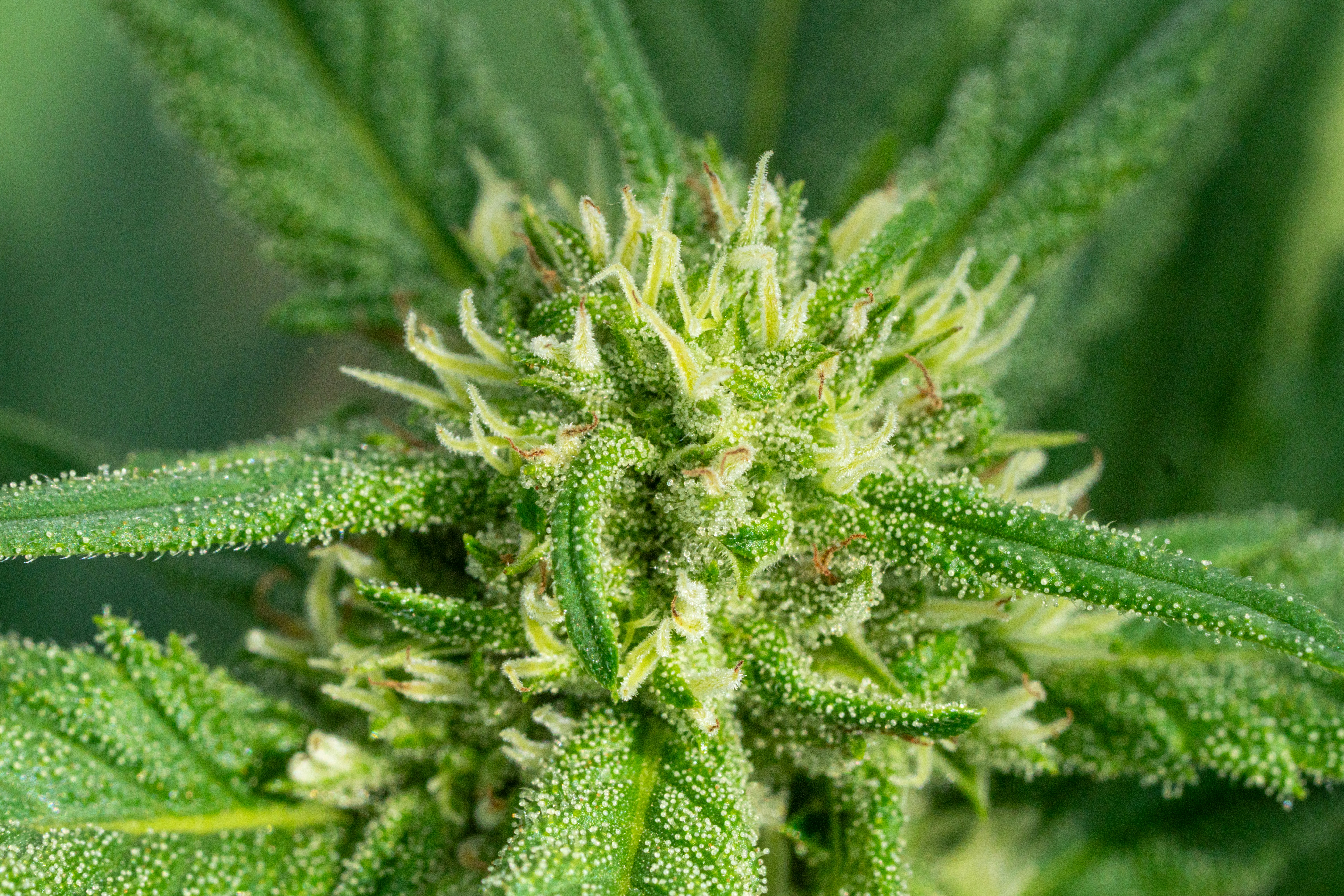 Photo by weedzard_cannabis