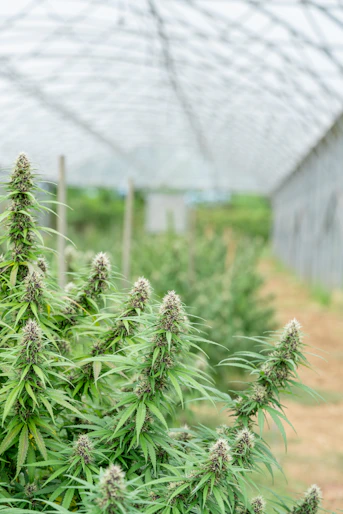 Cannabis plants grow in a greenhouse