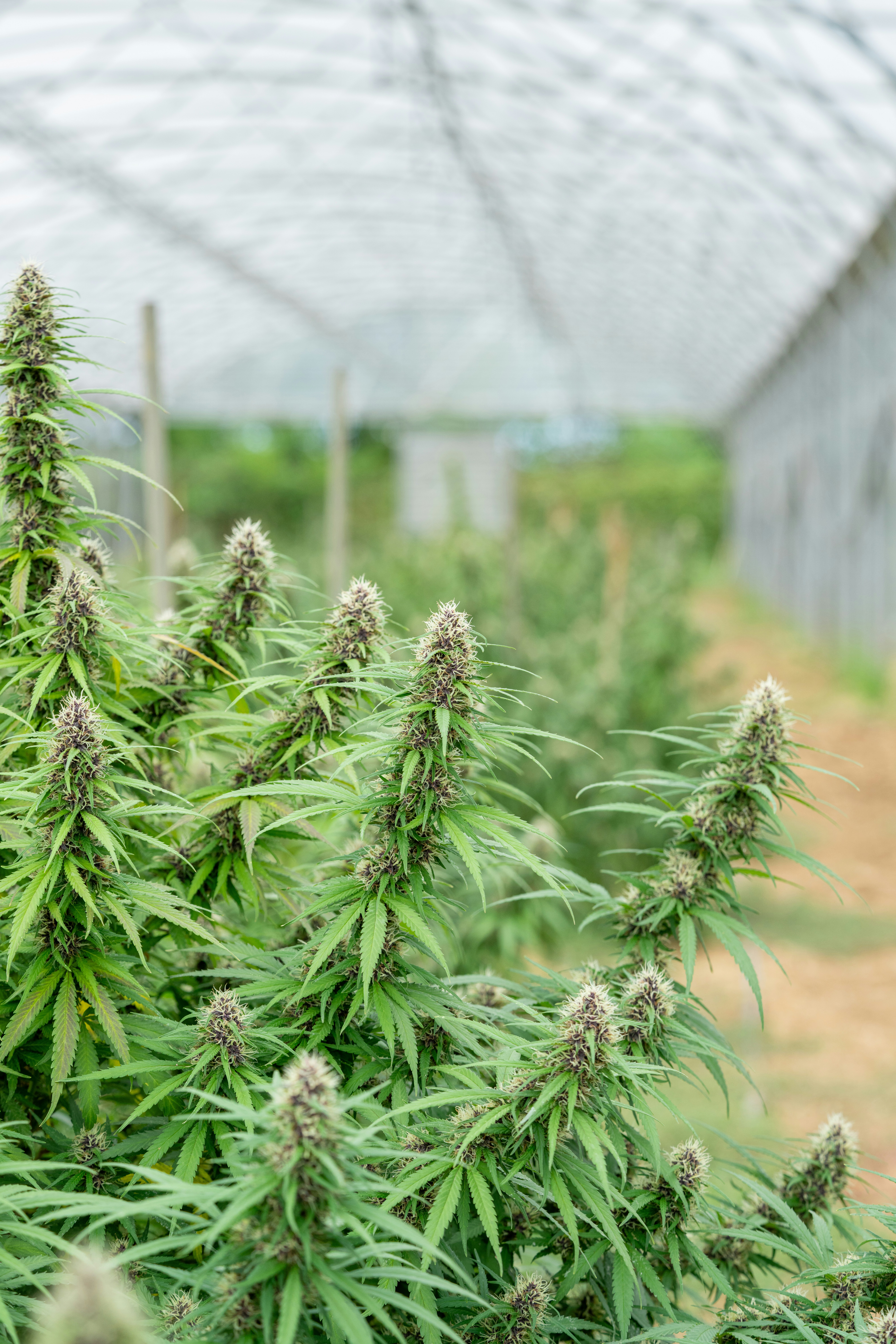 Photo by weedzard_cannabis