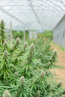Cannabis plants grow inside a greenhouse.