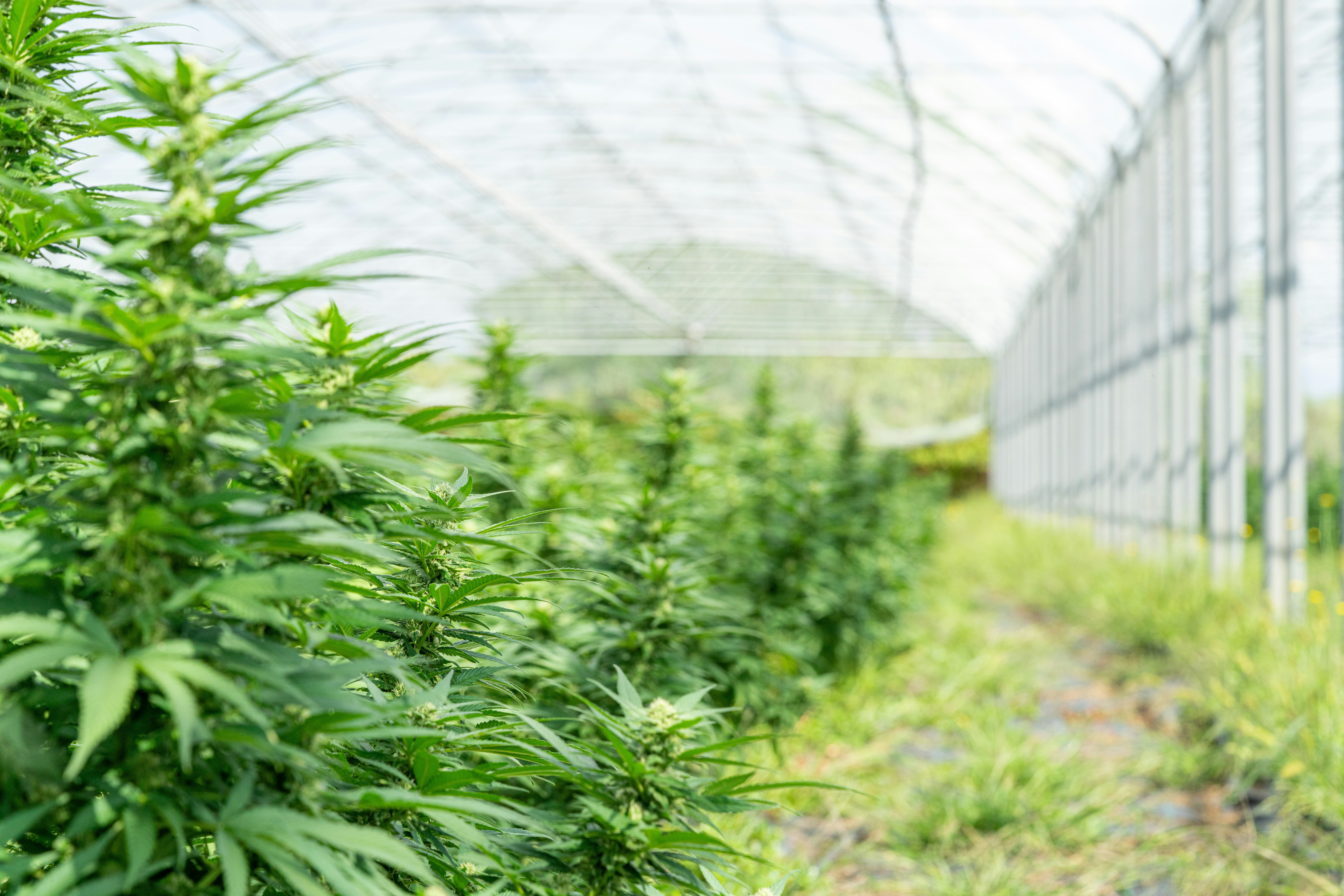 Cannabis Stocks Soar on Hopes of Landmark DEA Rescheduling