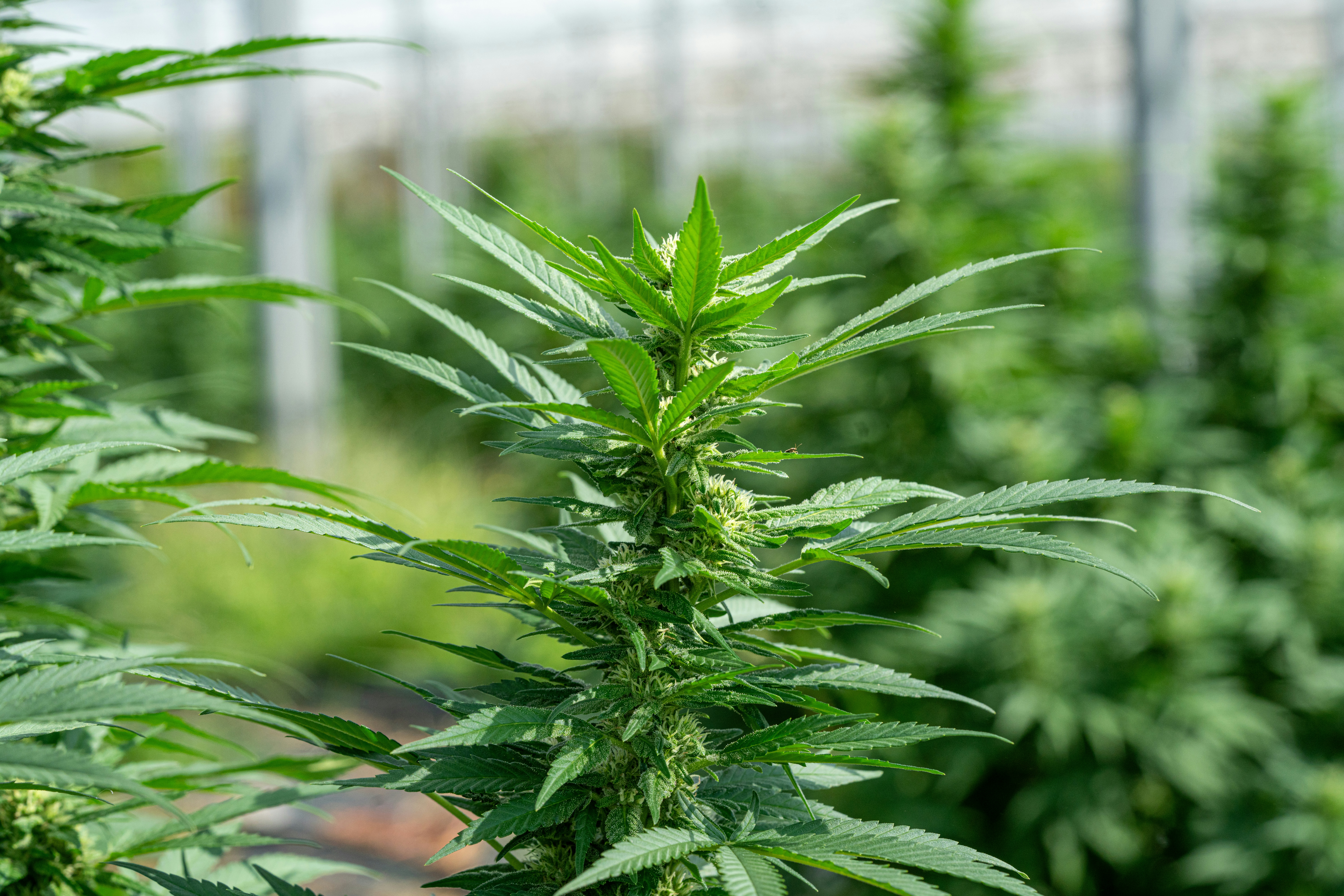 Photo by weedzard_cannabis