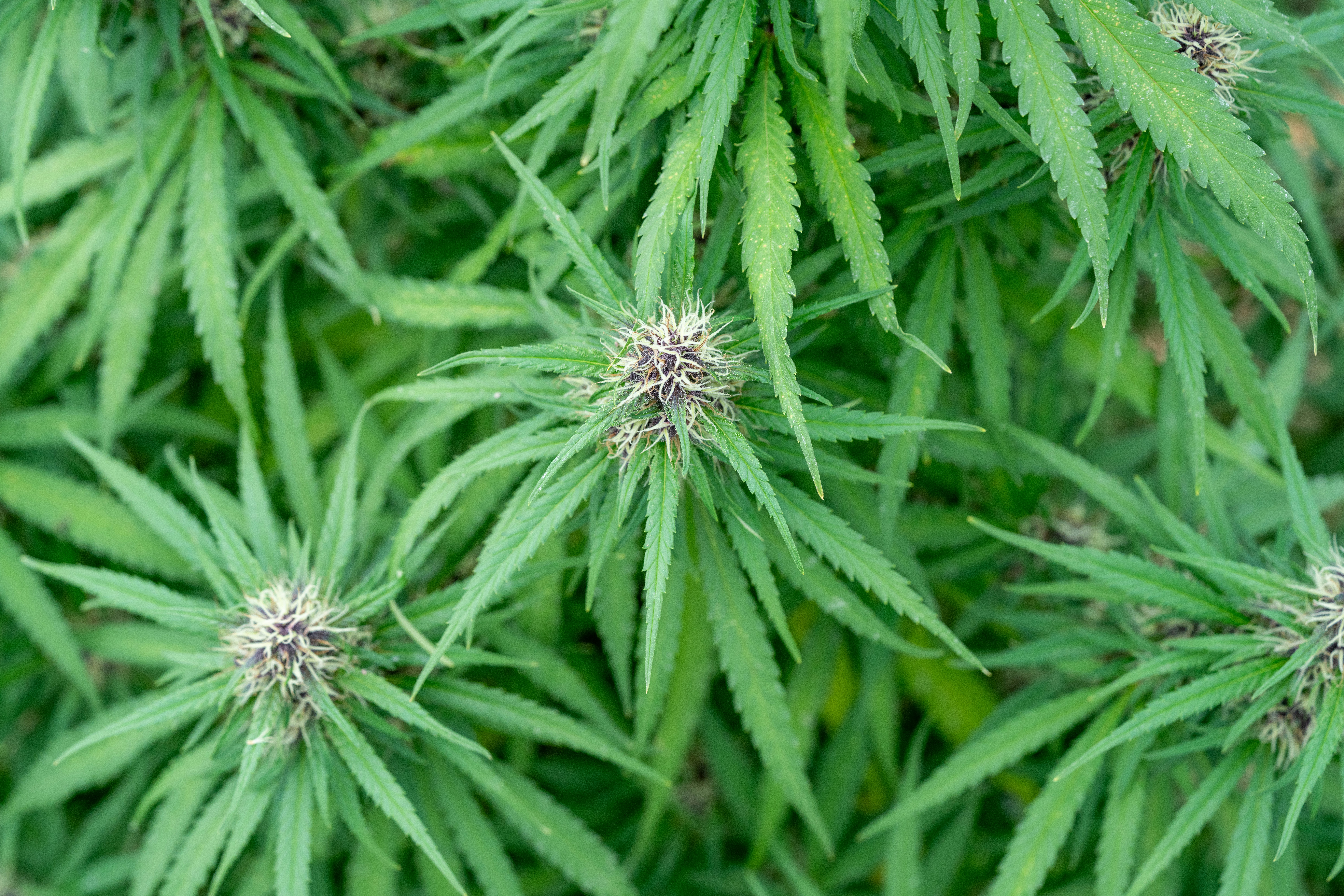 Photo by weedzard_cannabis