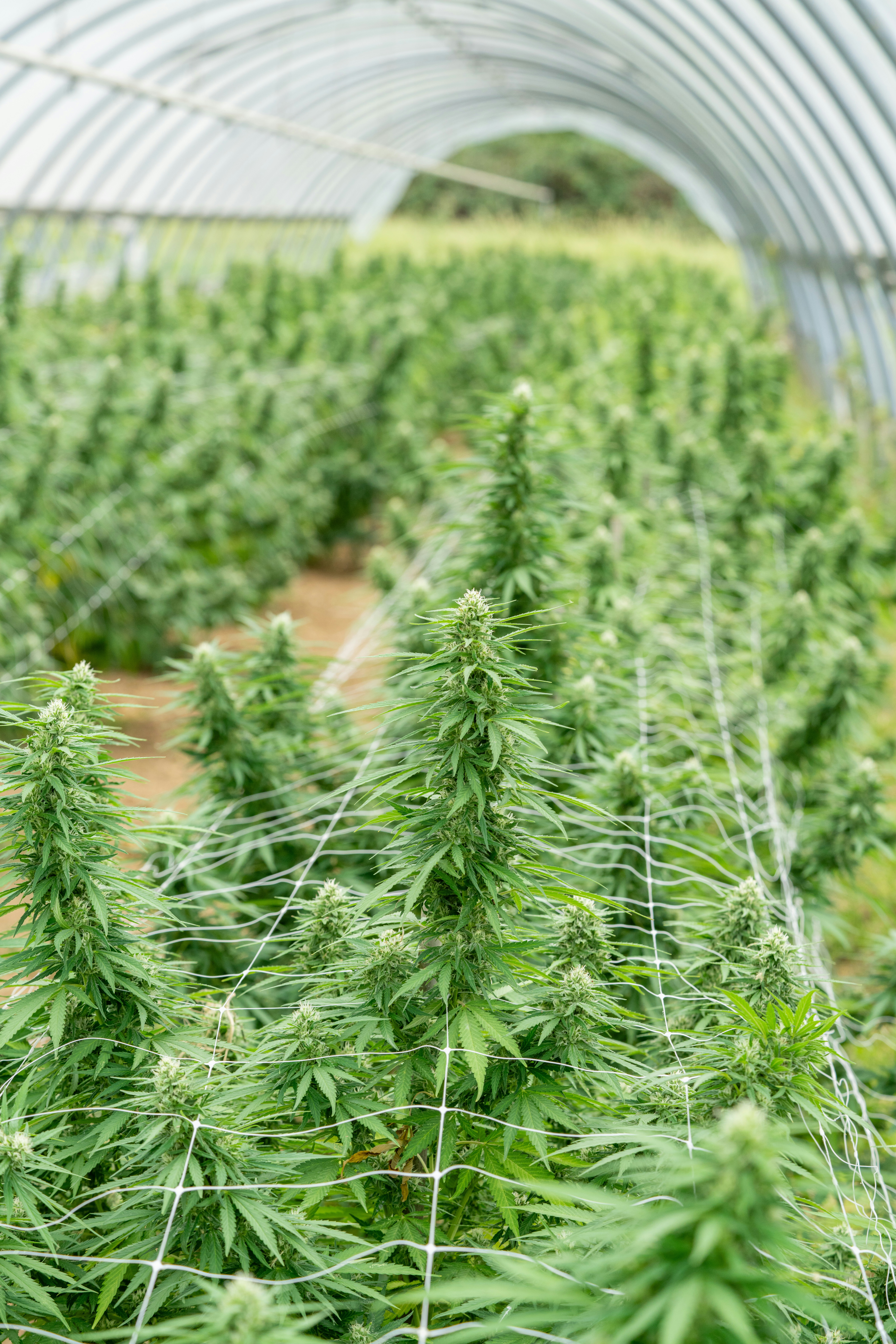 Photo by weedzard_cannabis