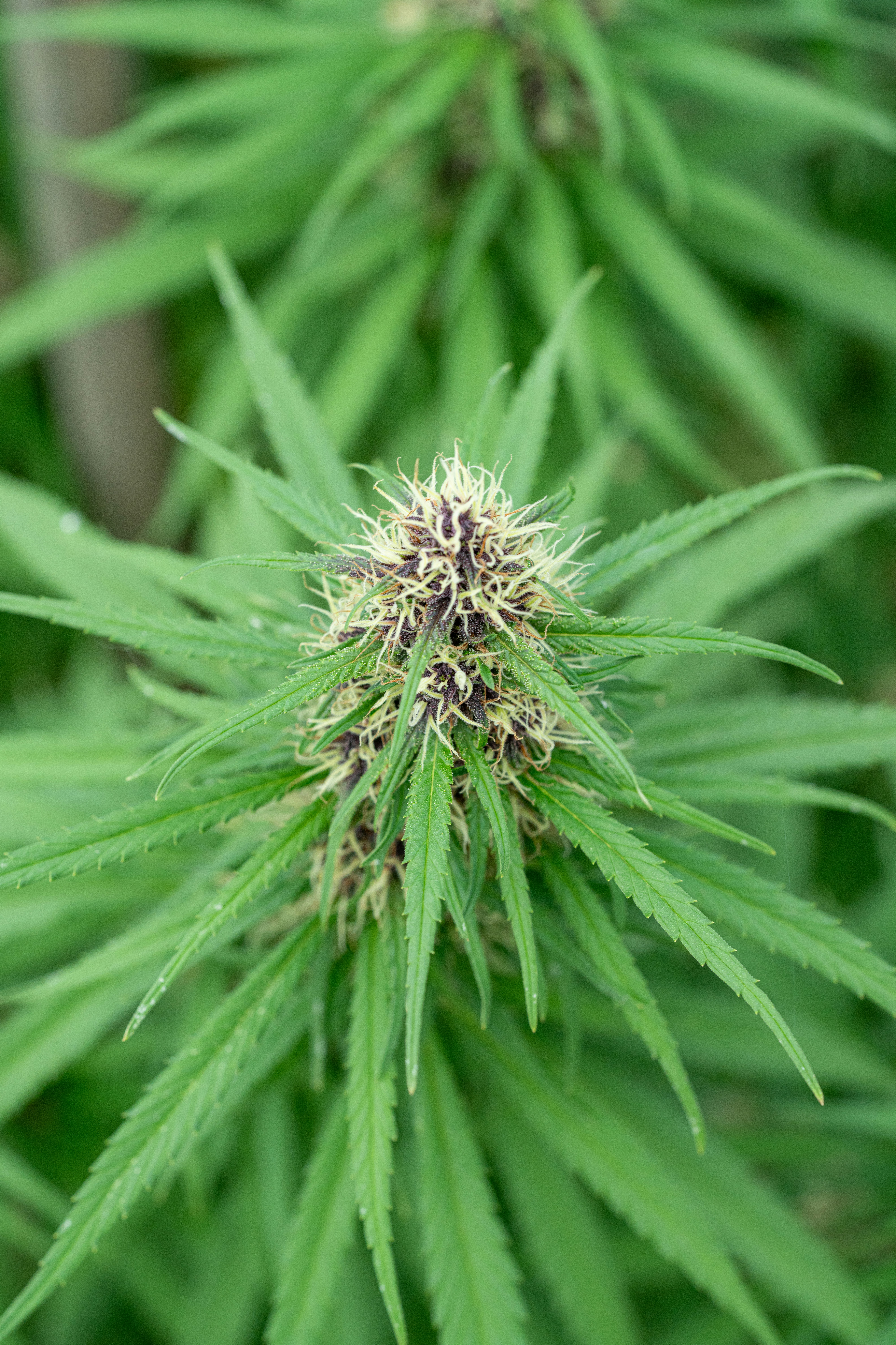 Photo by weedzard_cannabis