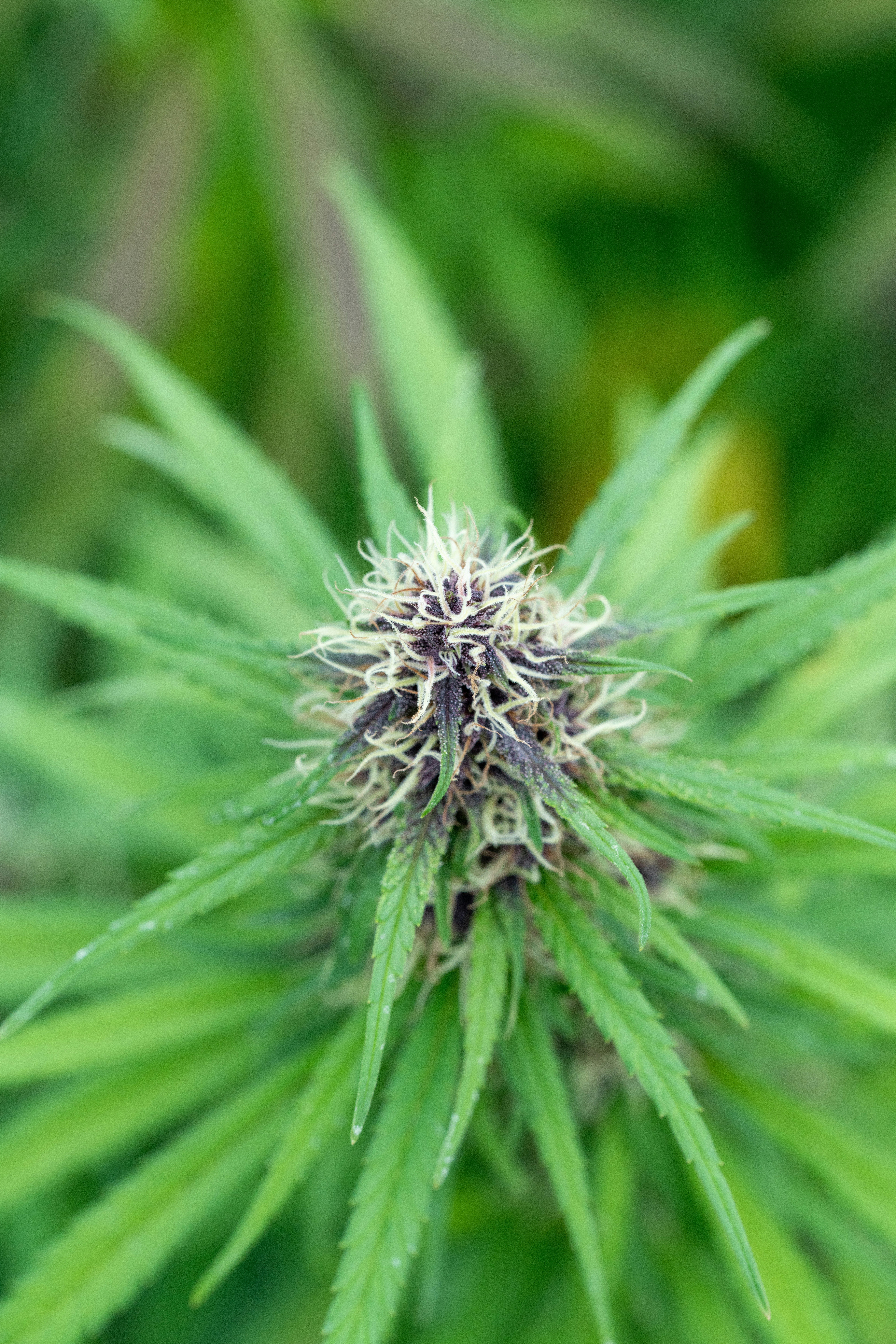 Photo by weedzard_cannabis