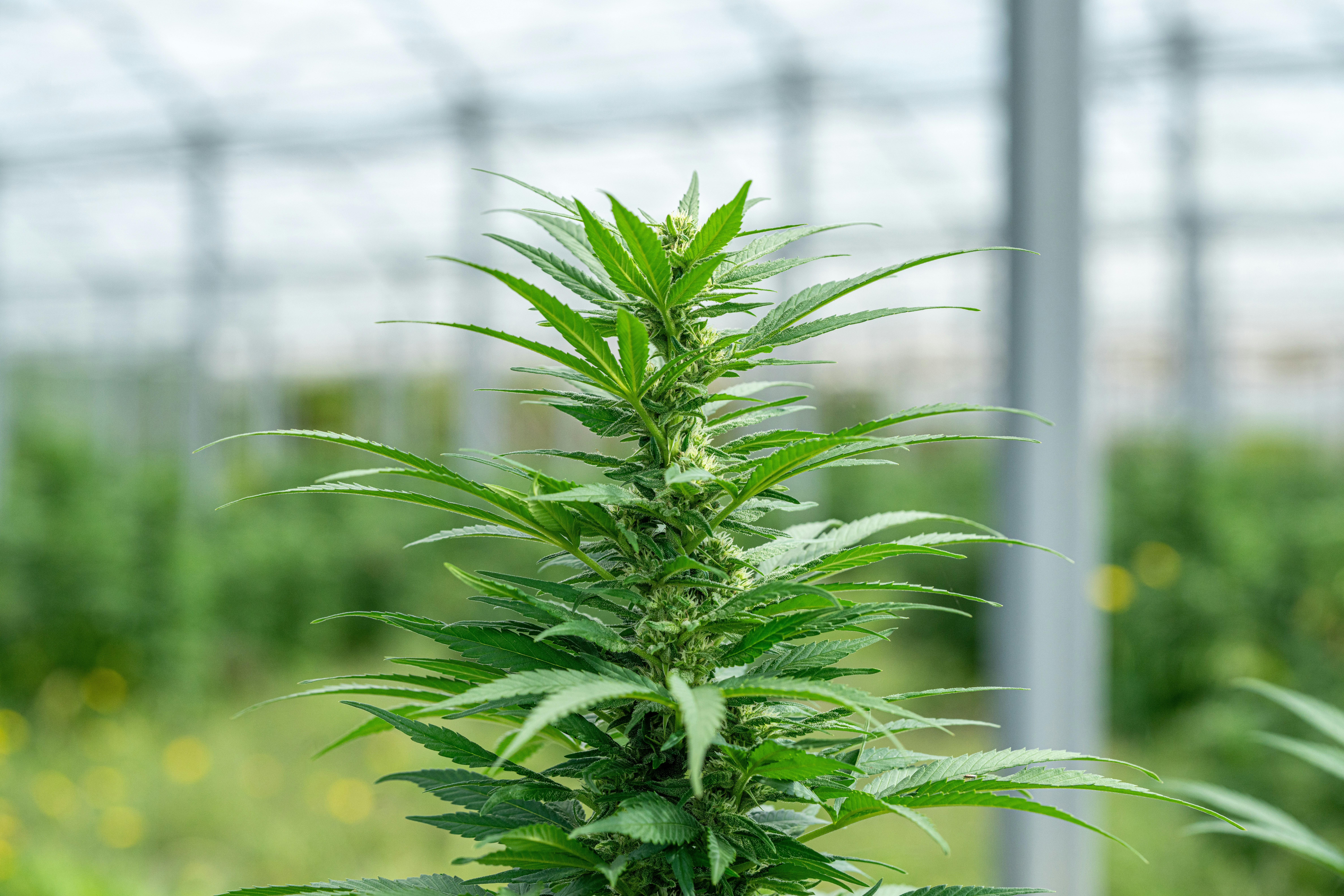 Photo by weedzard_cannabis