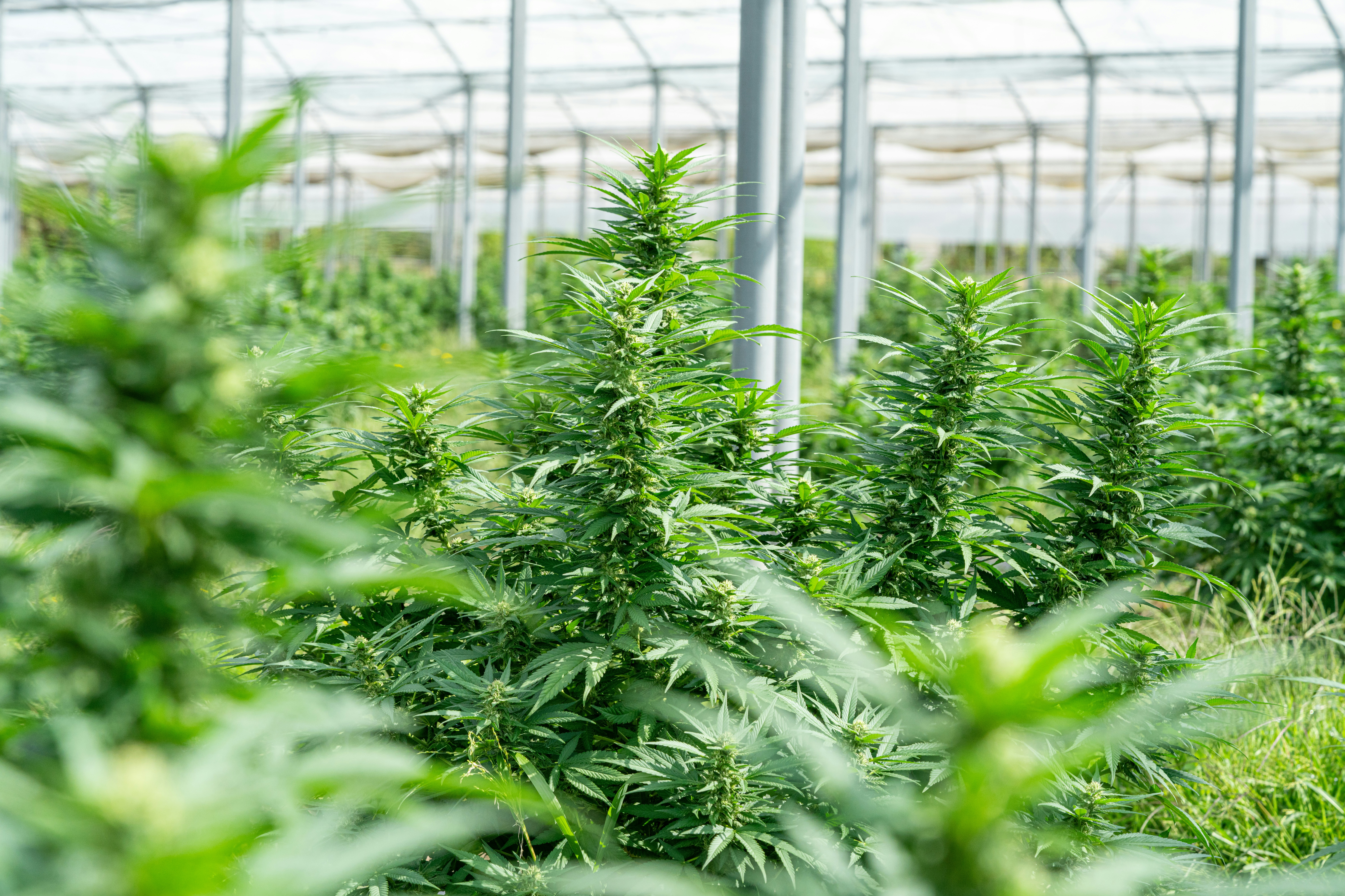 Photo by weedzard_cannabis