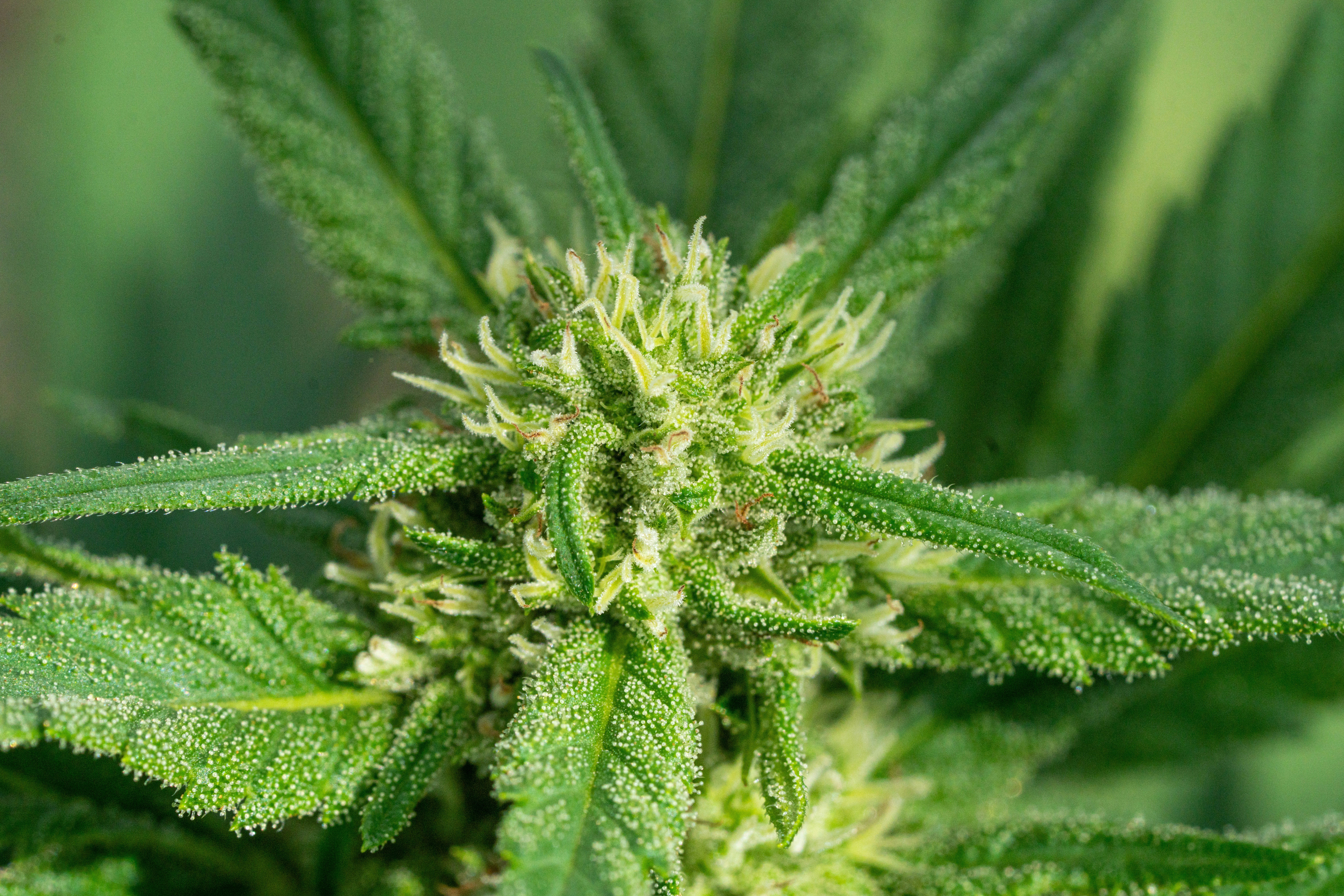 Photo by weedzard_cannabis