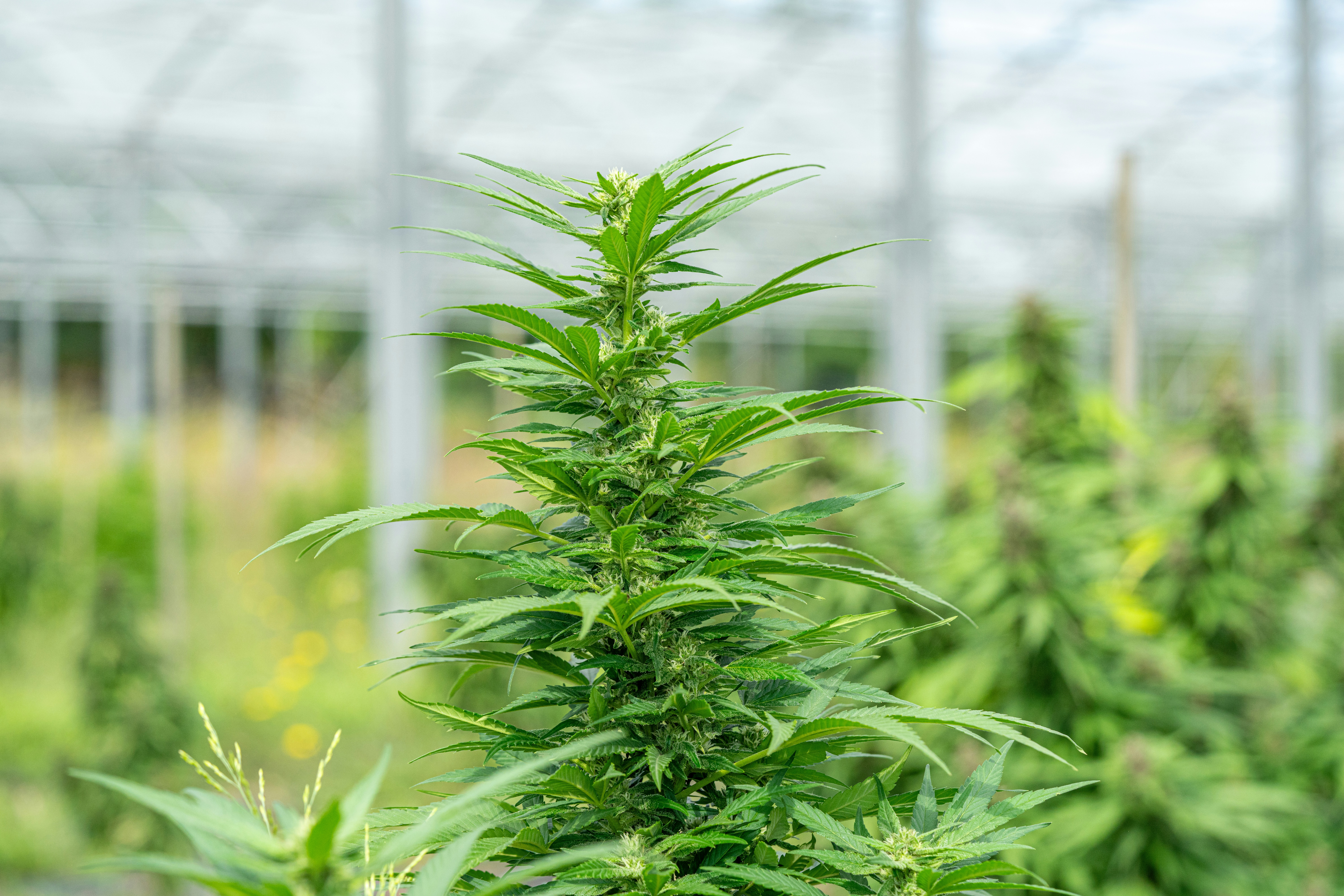 Photo by weedzard_cannabis