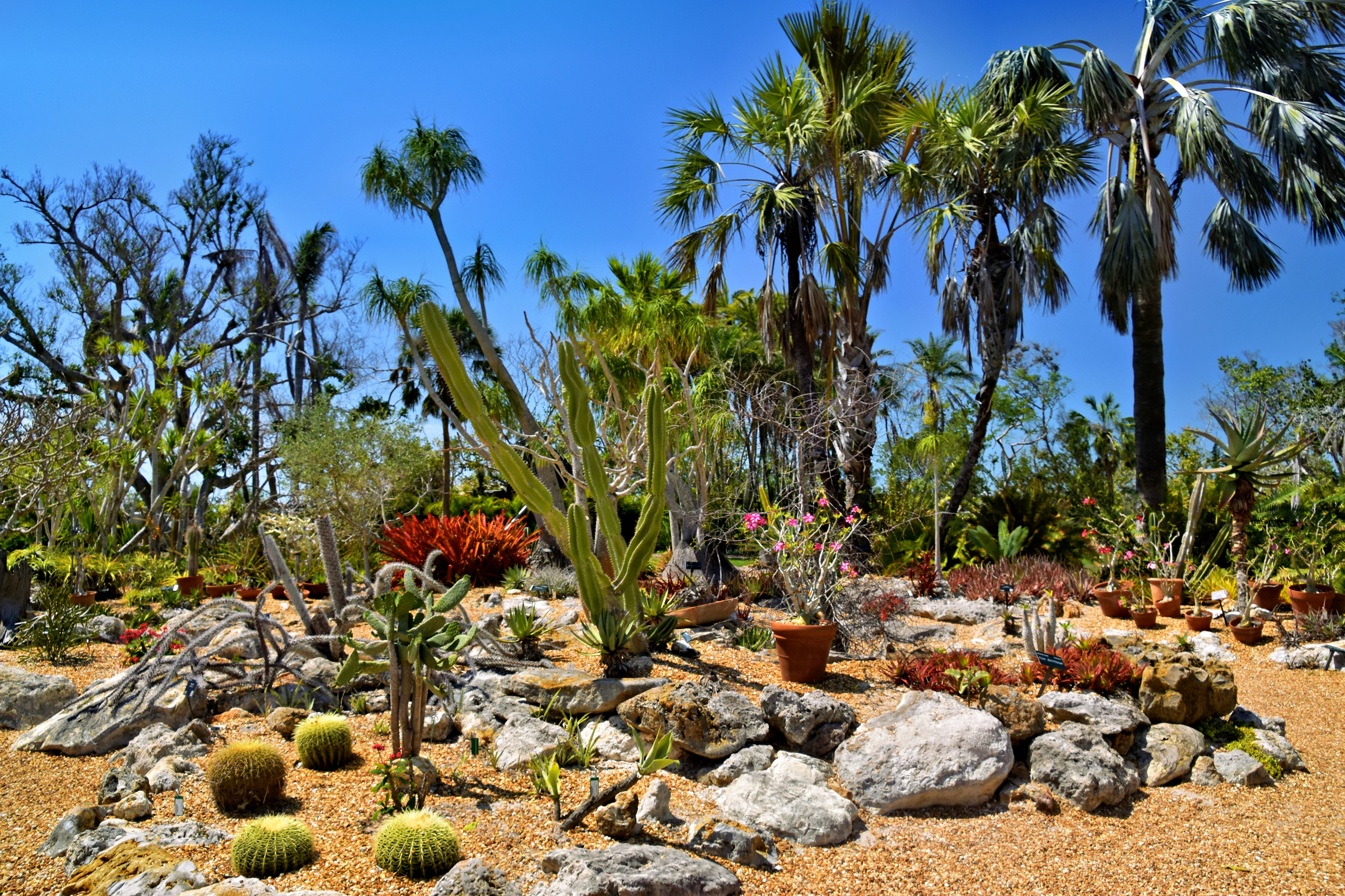 vibrant desert garden with a mix of cacti, succulents, and flowering shrubs - arizona backyard landscaping