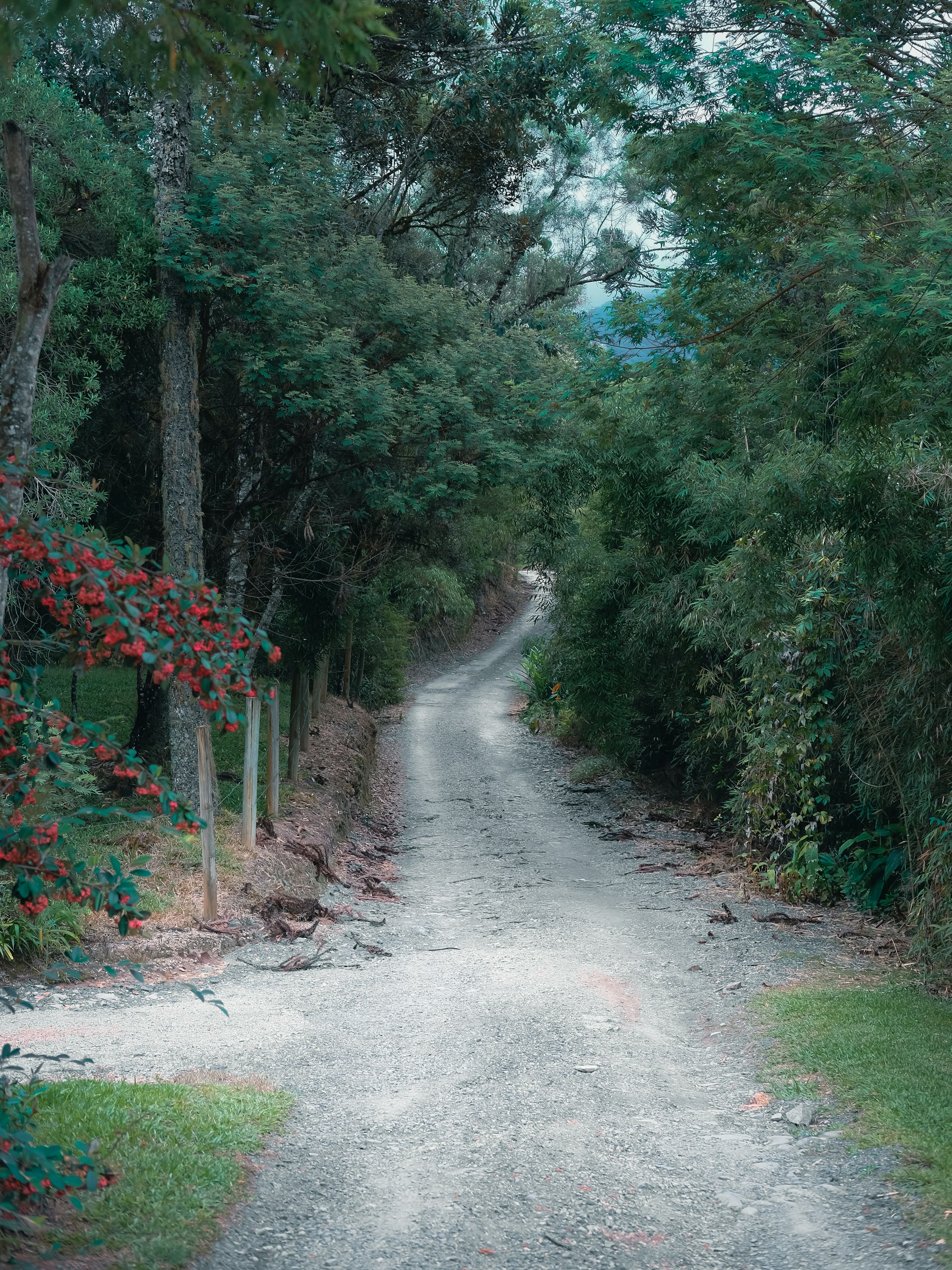 A dirt road winds through lush green trees.