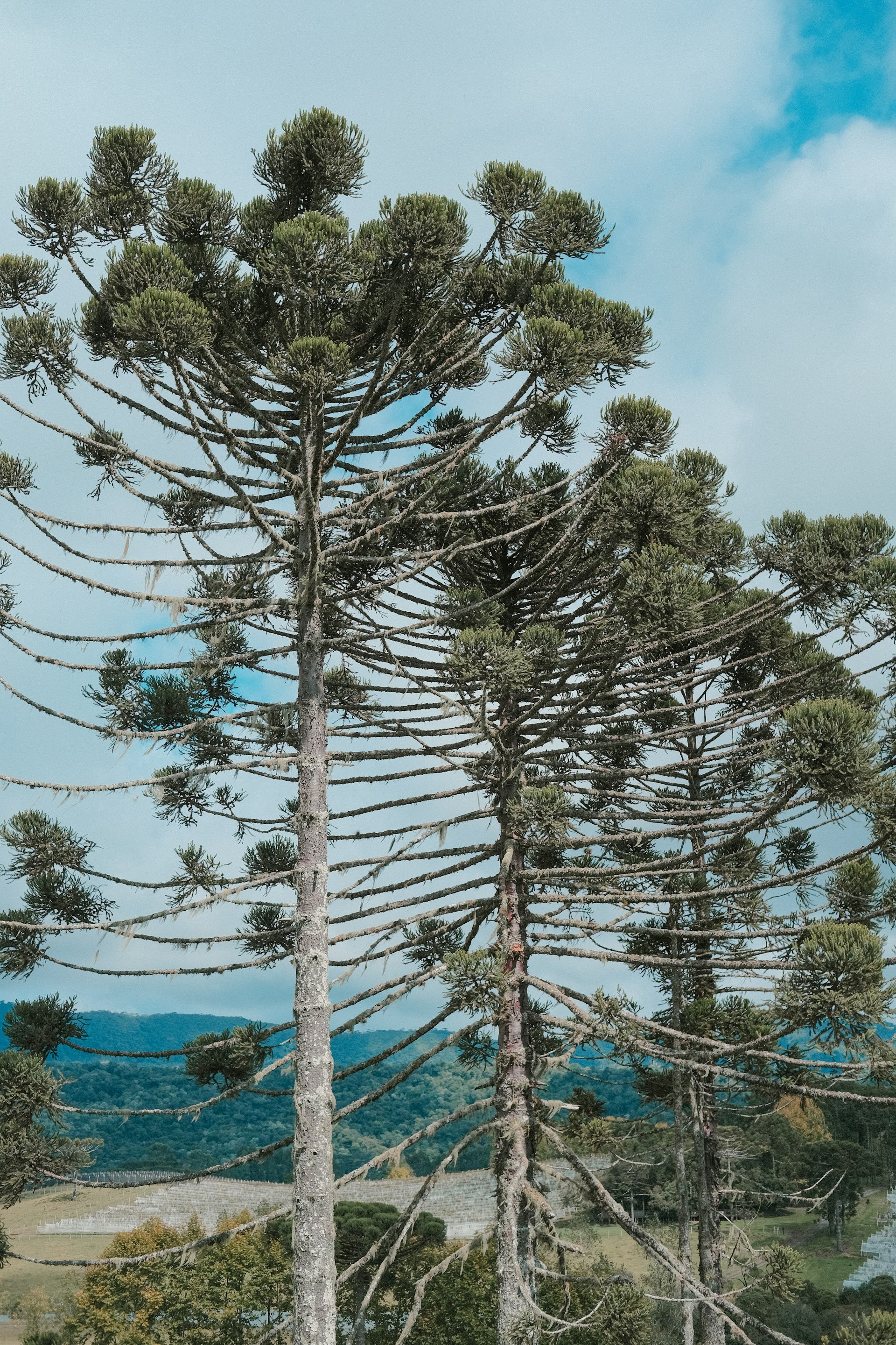 Araucárias · Serra Gaúcha, RS