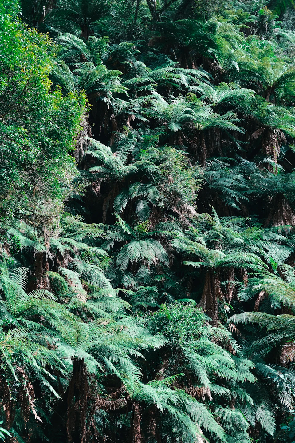 Dense forest filled with tall ferns and trees under a soft, filtered sunlight glow