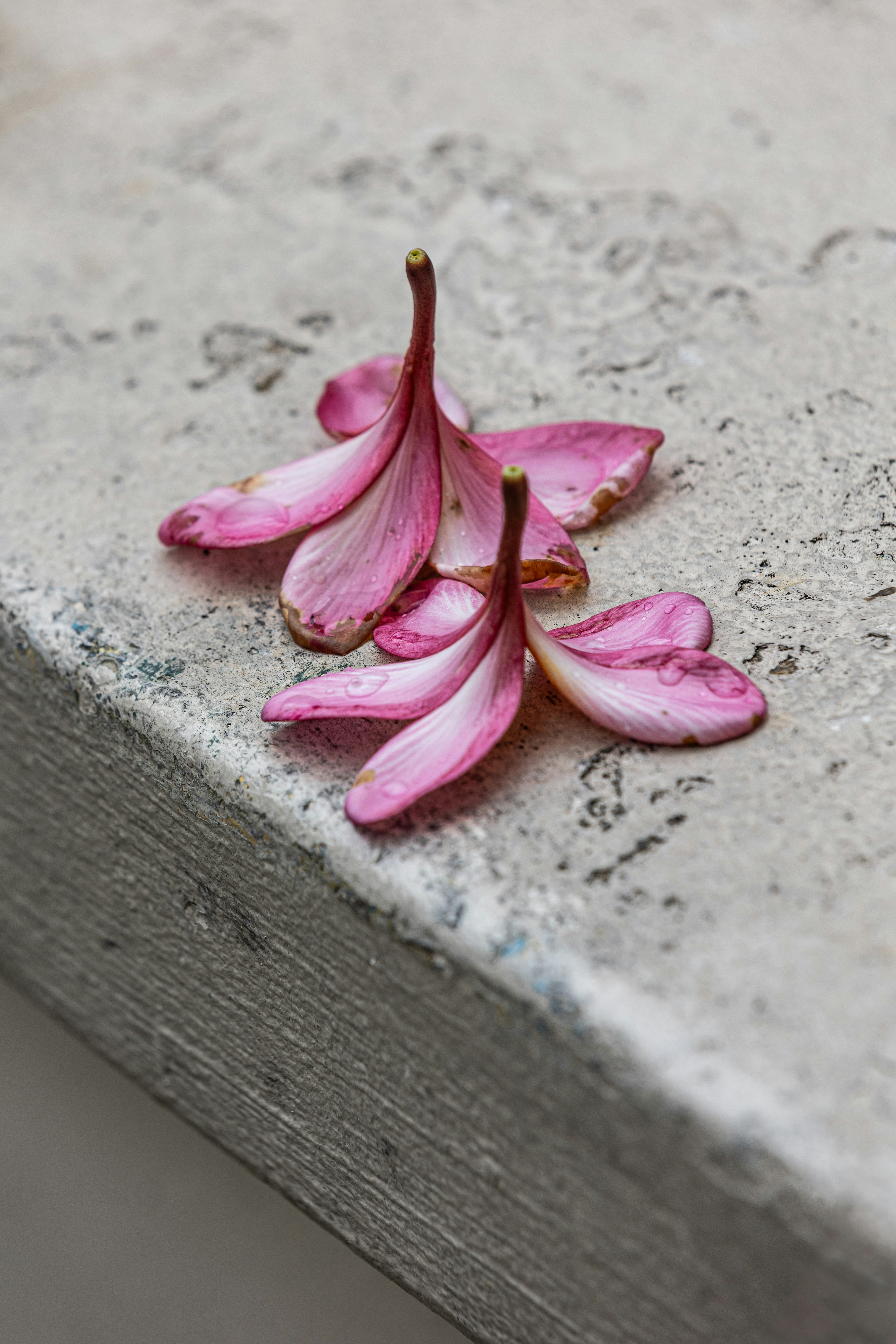 落ちたピンクの花は、質感のある表面に横たわっています。